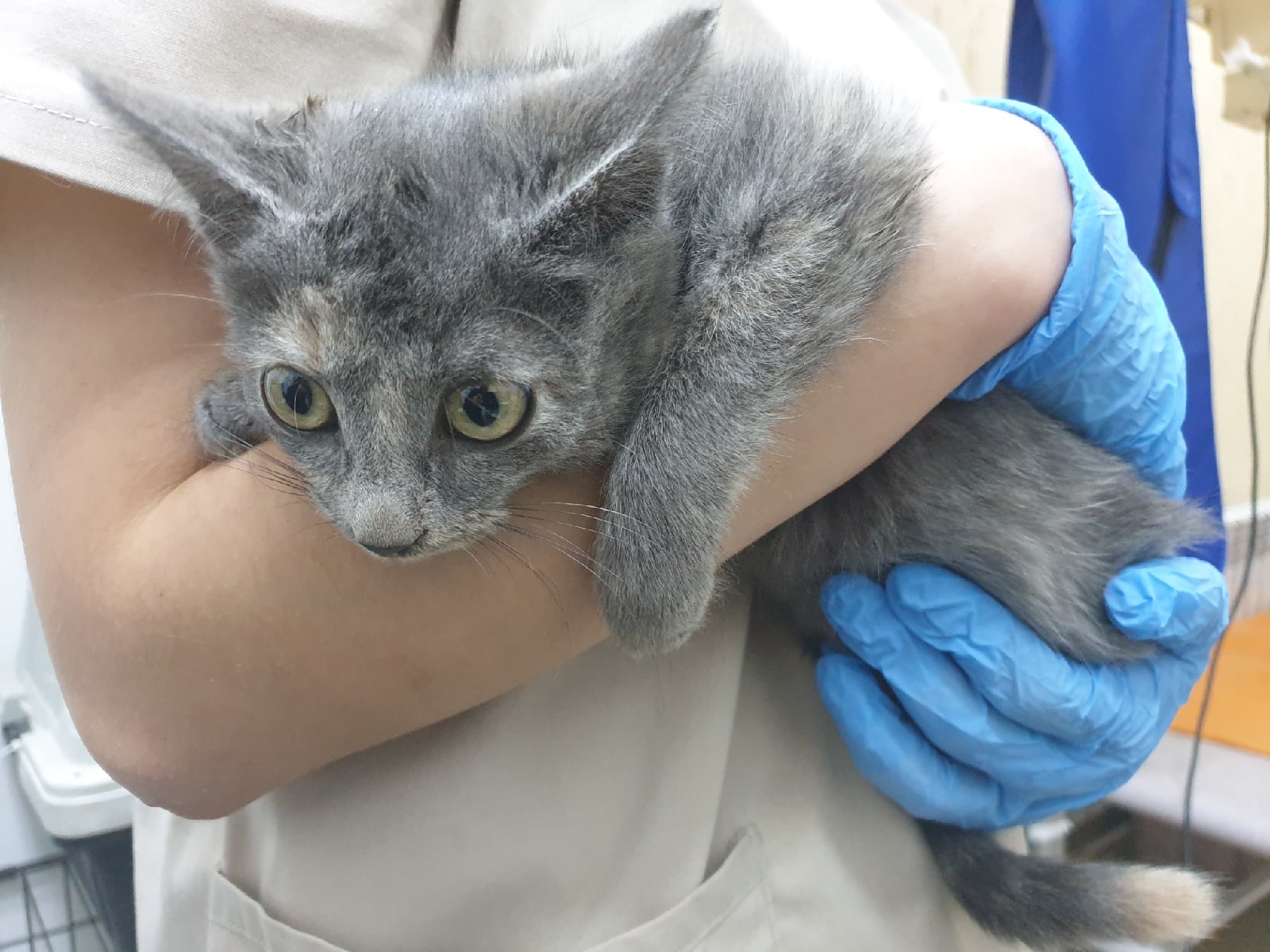 кот упал с дивана и хромает