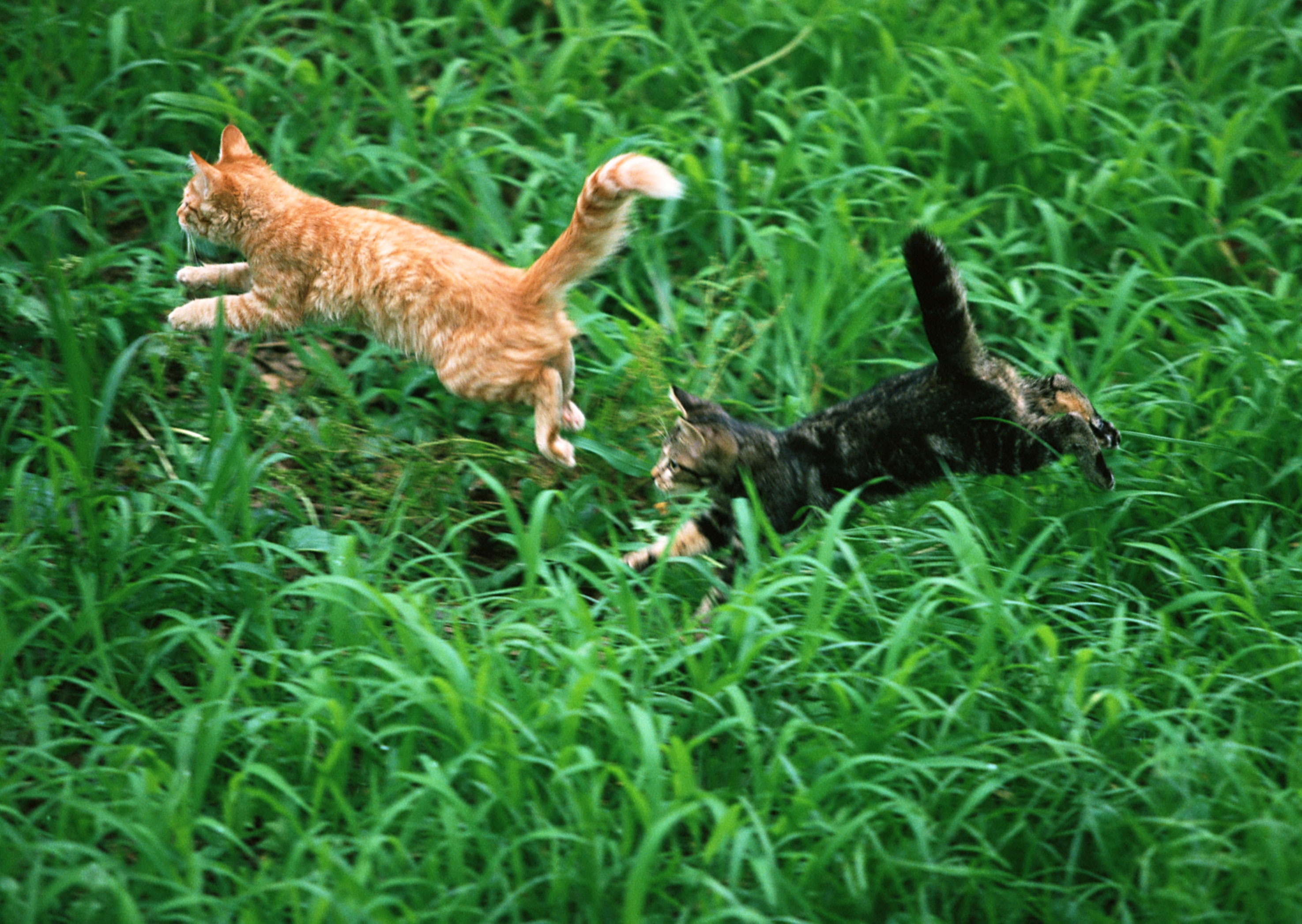 Кот бежит за кошкой