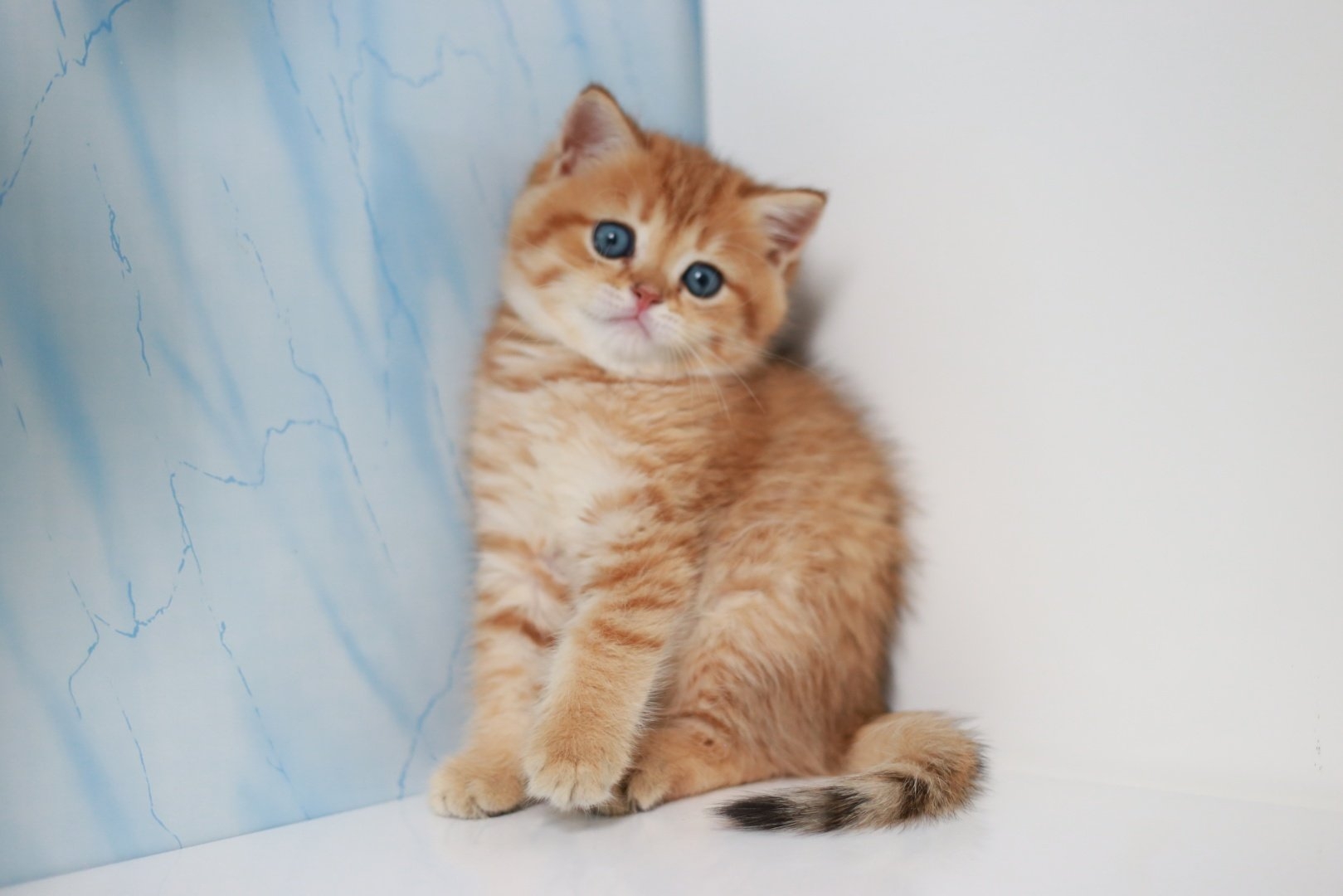 Шотландские кошки прямоухие рыжие - картинки и фото koshka.top