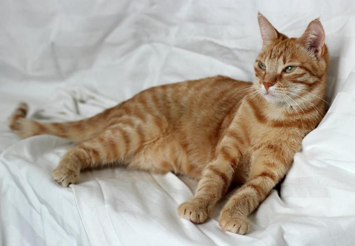 Сибирский гладкошерстный рыжий кот - картинки и фото koshka.top
