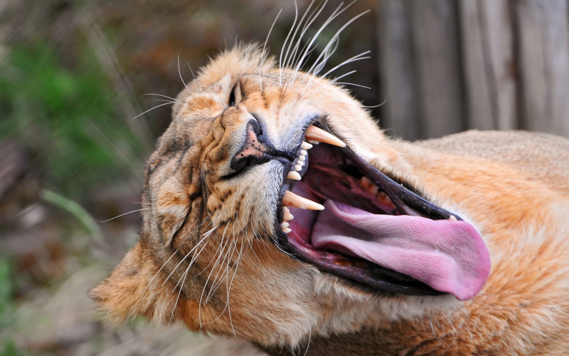 Короткая пасть. Лев с высунутым языком. Зубы Льва.