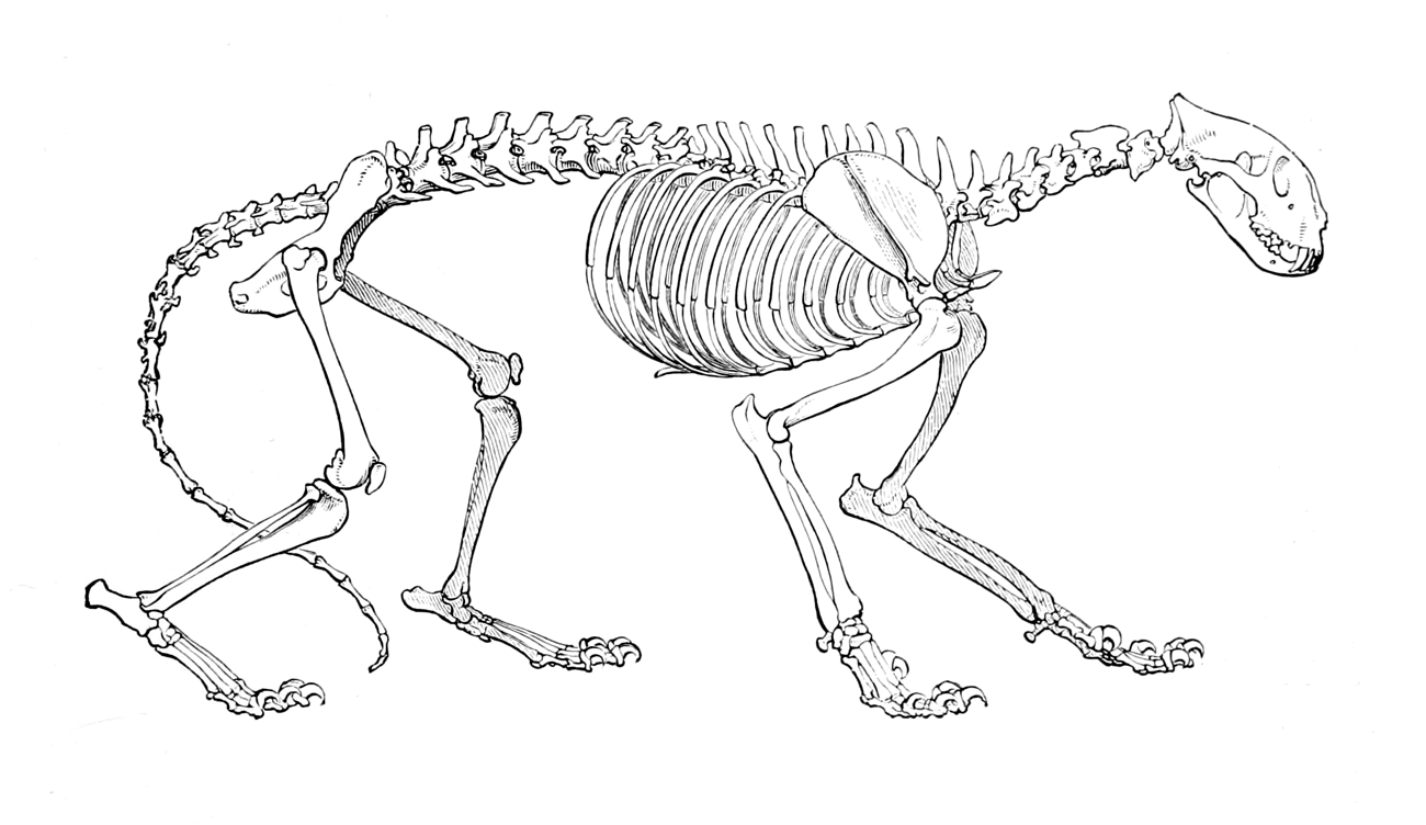 Скелет задних конечностей у млекопитающих. Скелет тигра строение. Анатомия тигра скелет. Строение скелета тигра анатомия. Скелет кошки анатомия лапы.