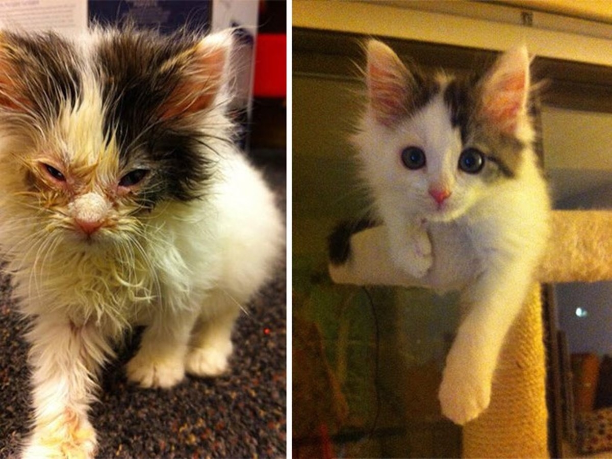 Подобрали котенка с улицы. Бездомные котята до и после. Котята до и после. Подобранный котенок. Подобранные котята до и после.