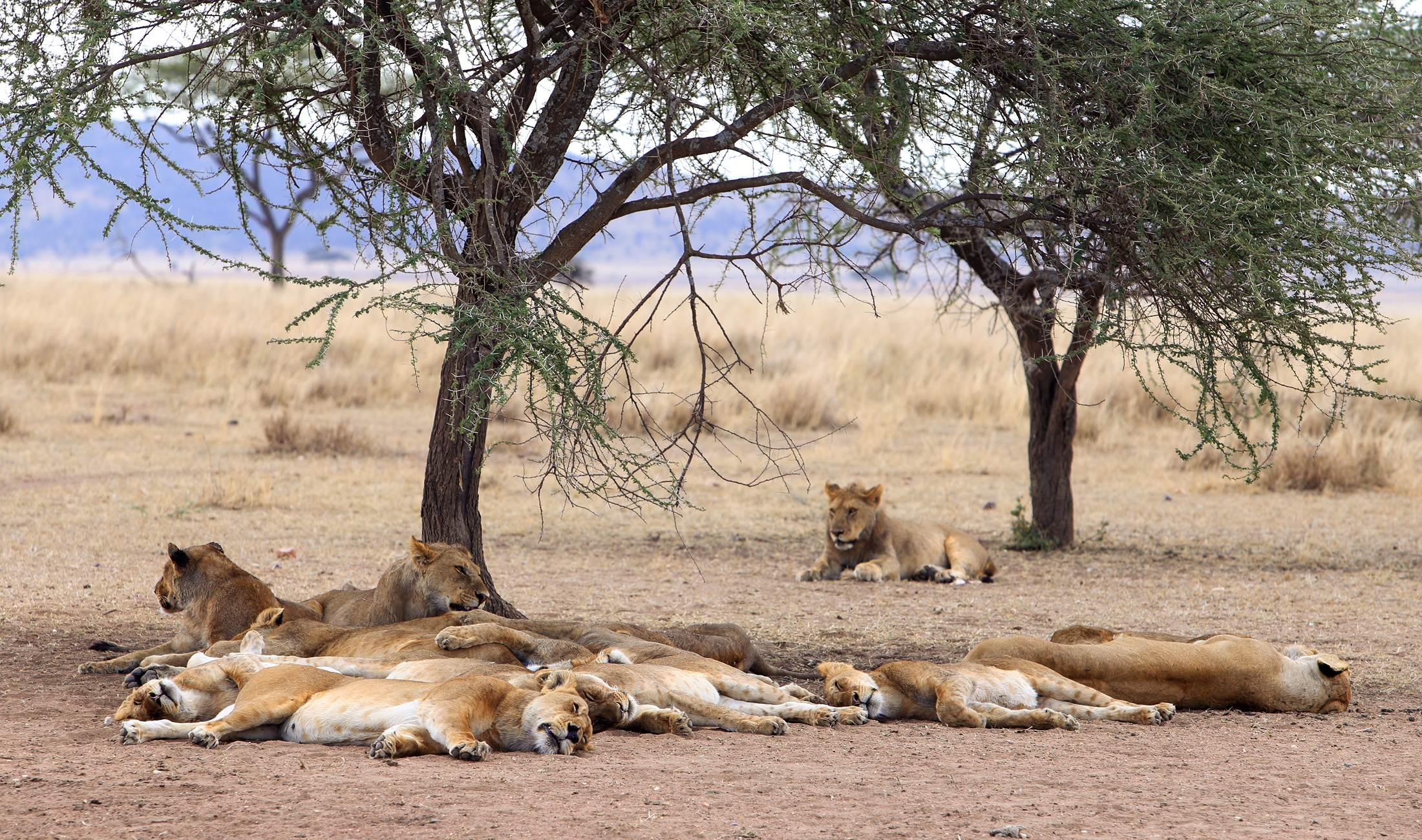 Дикая природа африки. Серенгети Танзания львы. Парк Серенгети львиный Прайд. Национальный парк Серенгети в Африке львы. Национальный парк Серенгети охота.