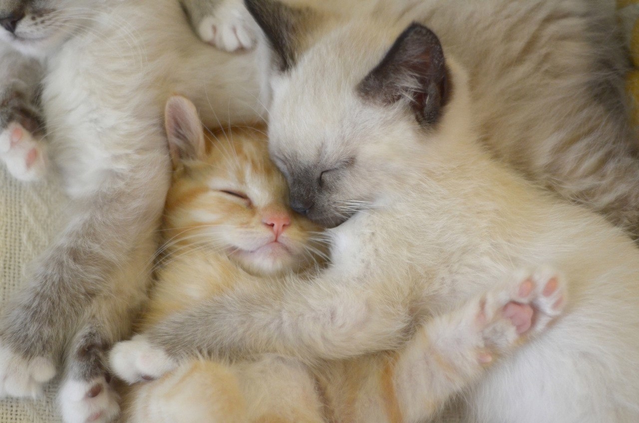 3 котенка спать. Кошки обнимаются. Котики обнимашки. Котята в обнимку. Милые котики.