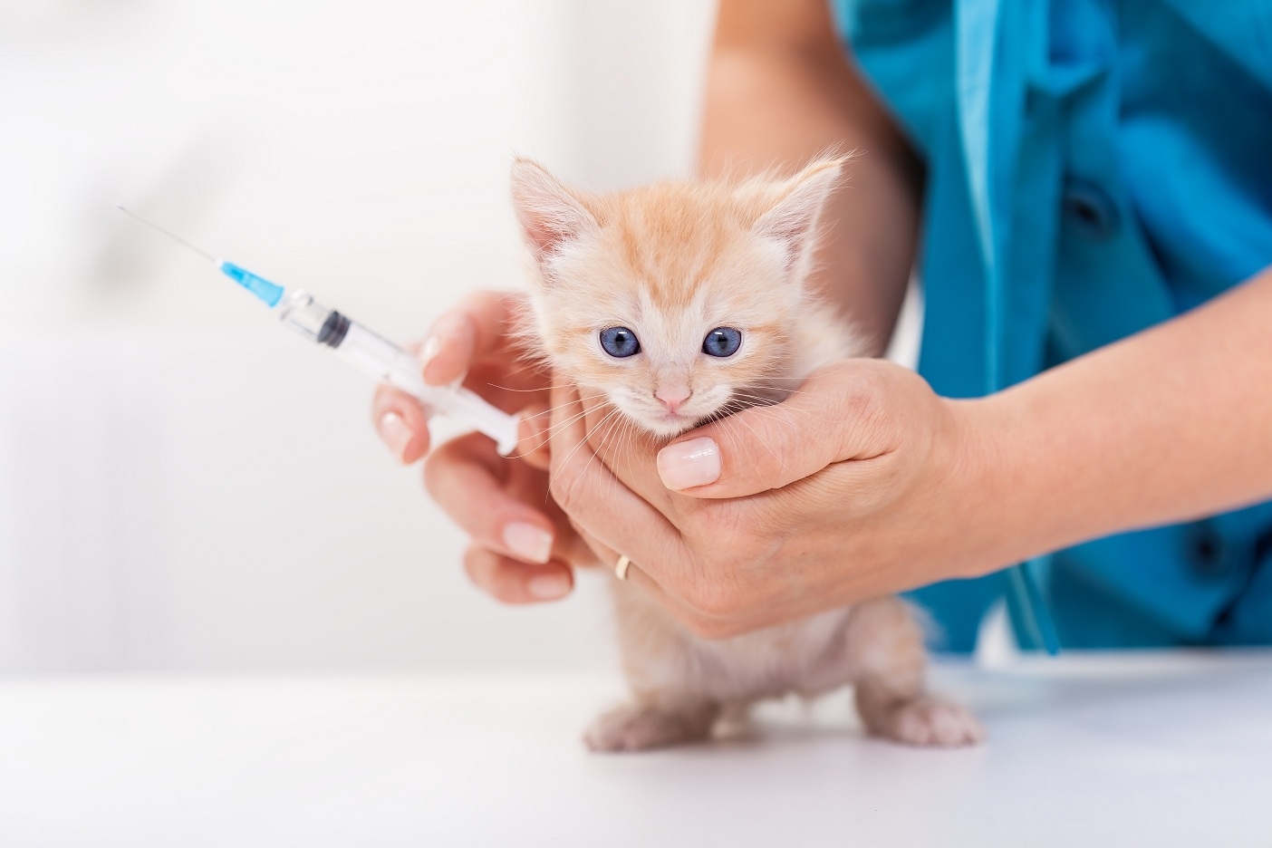 Бесплатные прививки для кошек в москве. Вакцинация кошек. Вакцинирование кошек. Прививка котенку. Прививки для кошек.