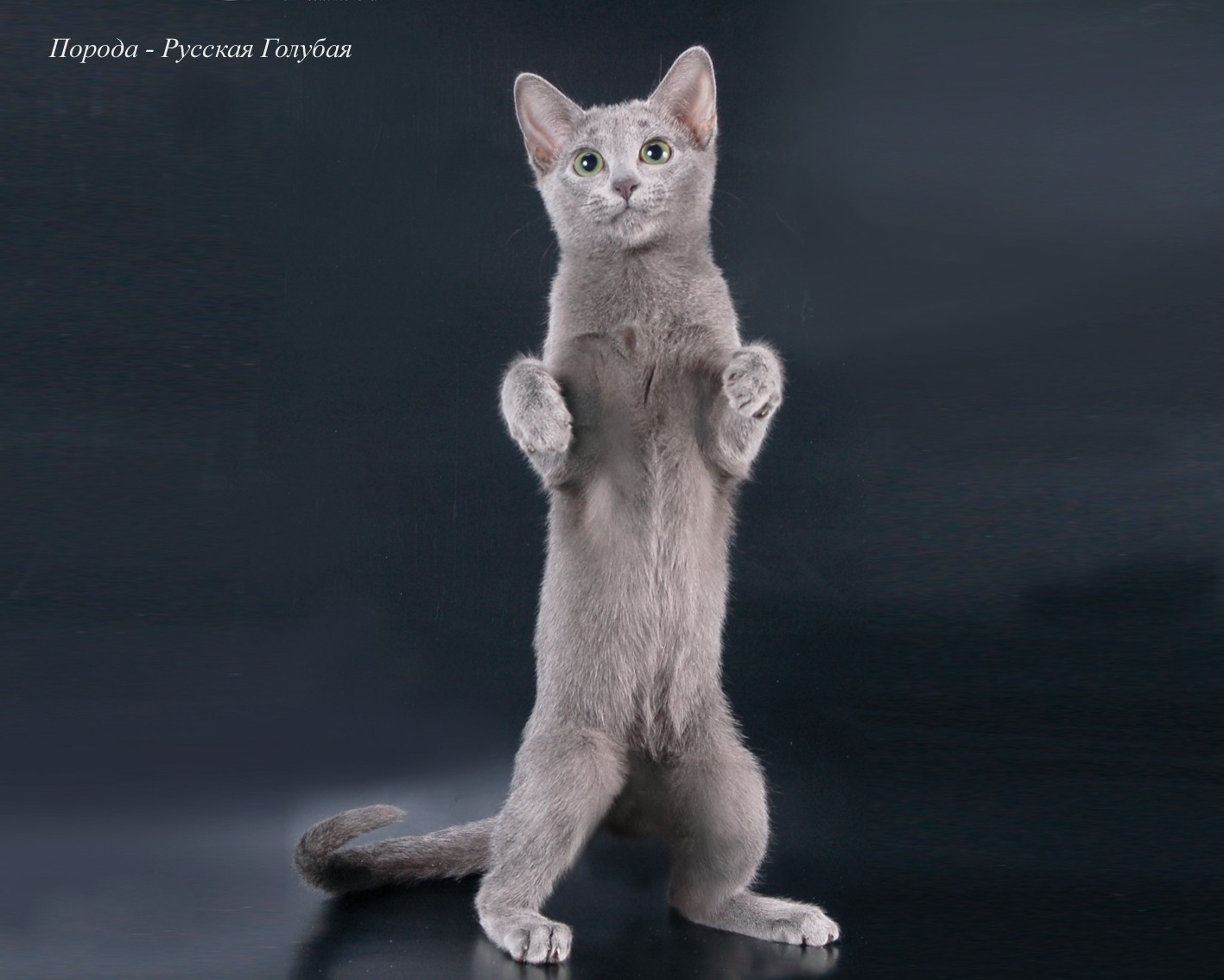 Котики на лапках стоят. Кот на задних лапах. Котик на задних лапках. Порода кошек стоящих на задних лапах. Кошки с длинными задними лапами.