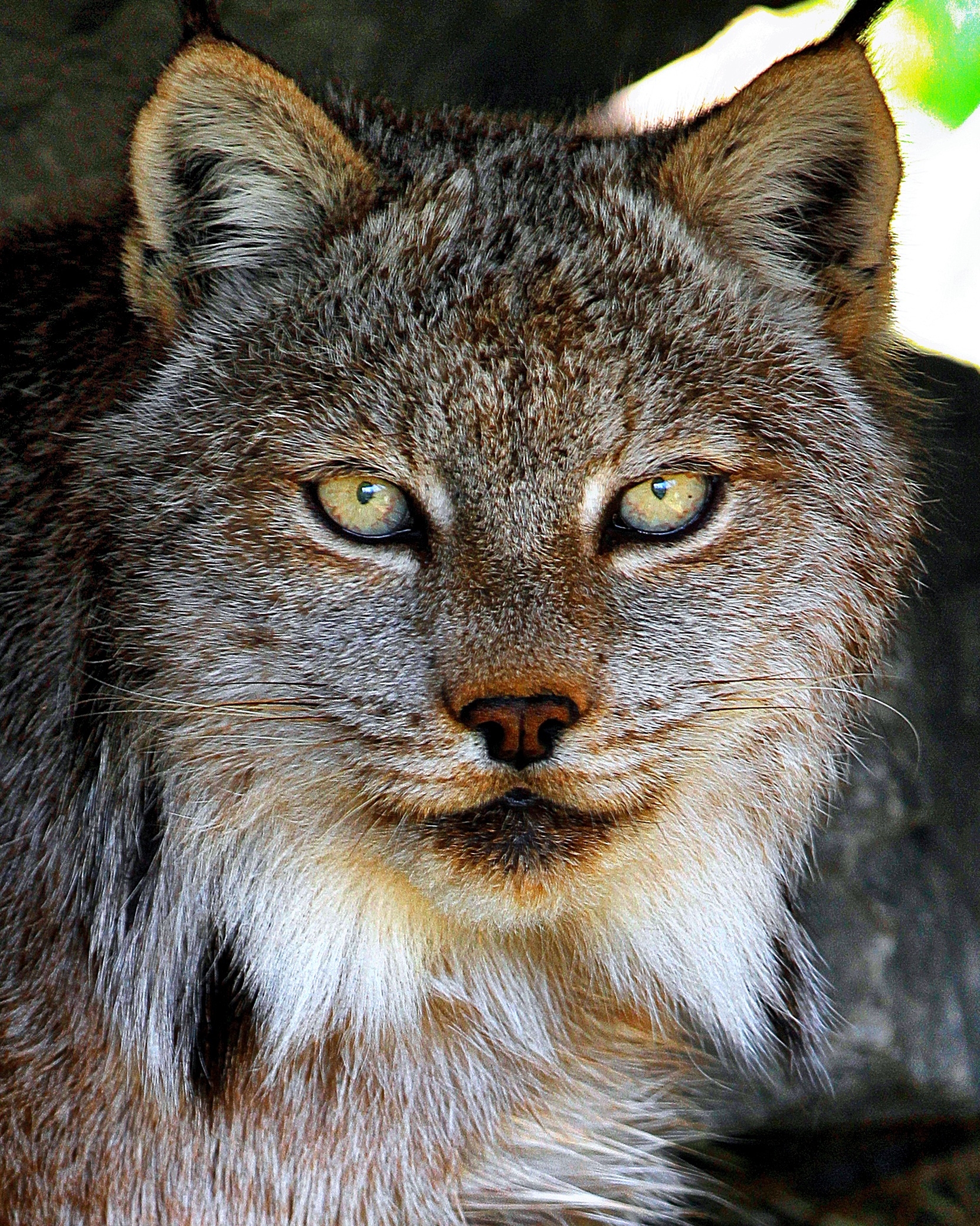 Дикими глазами. Бобкэт Рысь глаза. Dikie Lynx. Рысь дымчатая. Рысь морда.