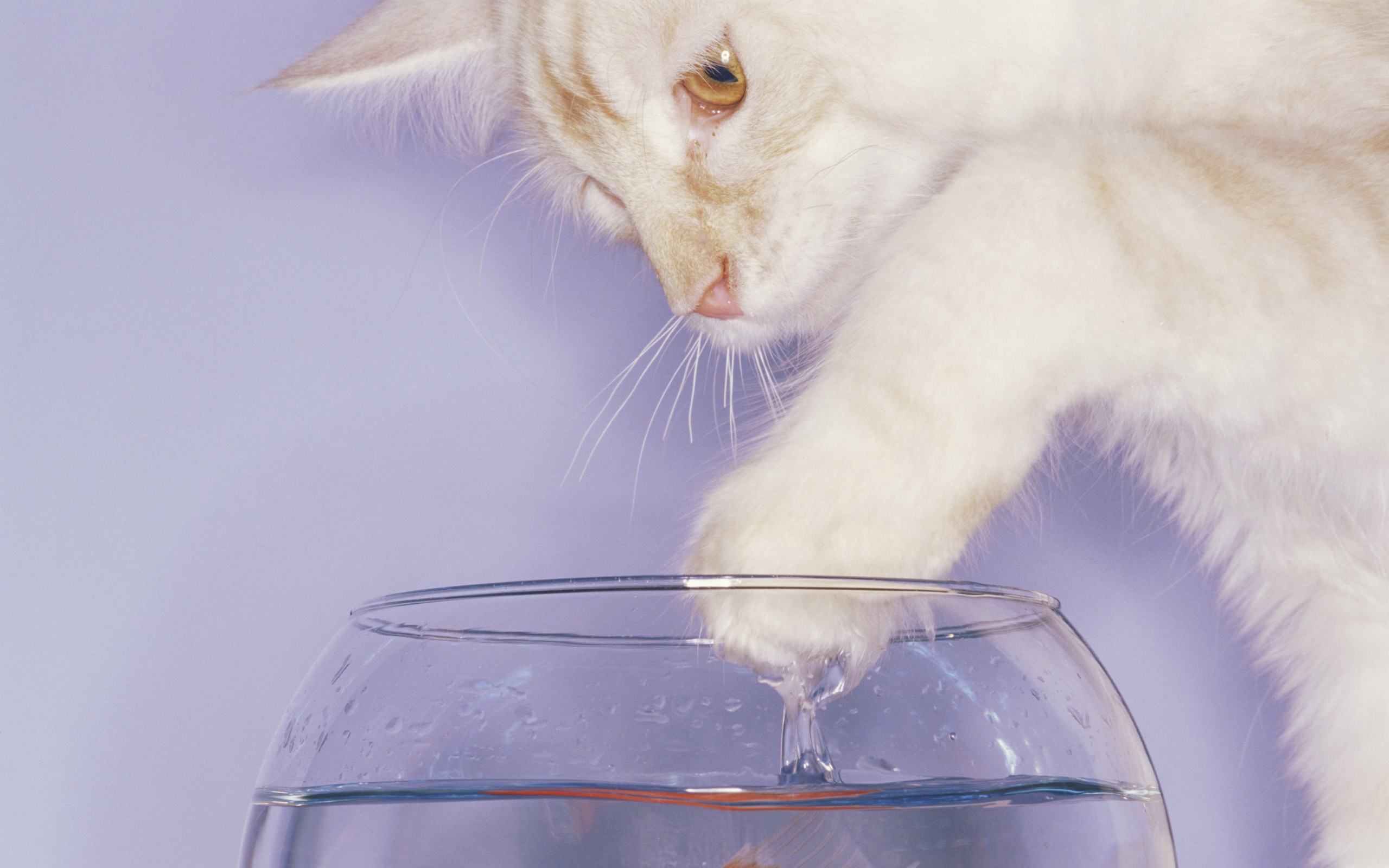 Сколько воды выпивает кошка