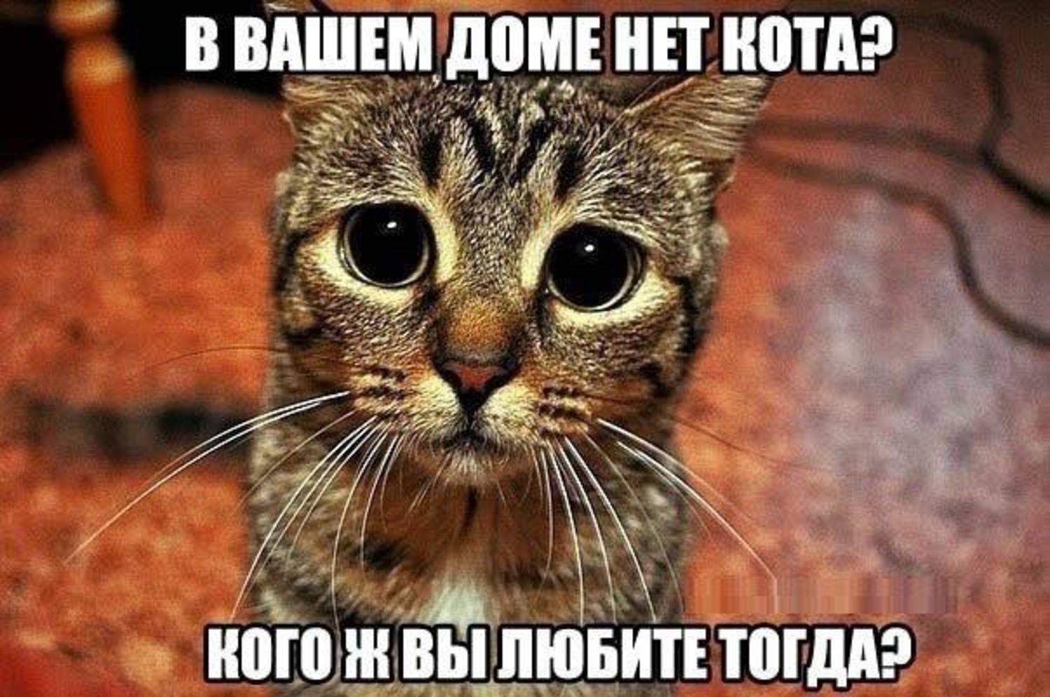 Не меньше вашего. Хочу кота. Без кота и жизнь не та. Я хотела котика. У вас нет кота кого ж вы любите тогда.