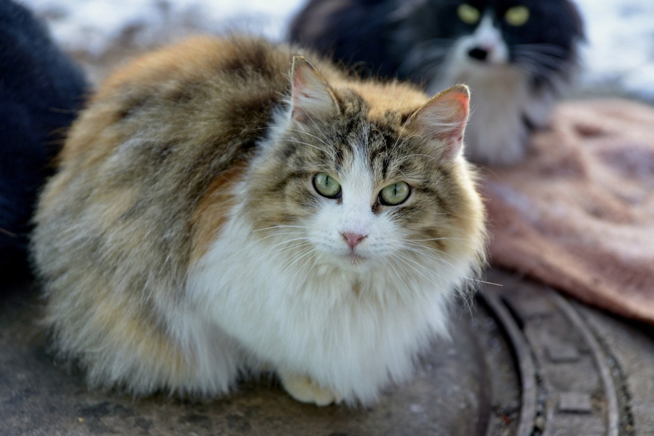 Дворовой. Королевская дворовая кошка. Московская дворовая кошка. Обычная дворовая пушистая кошка. Персидская дворовая кошка.