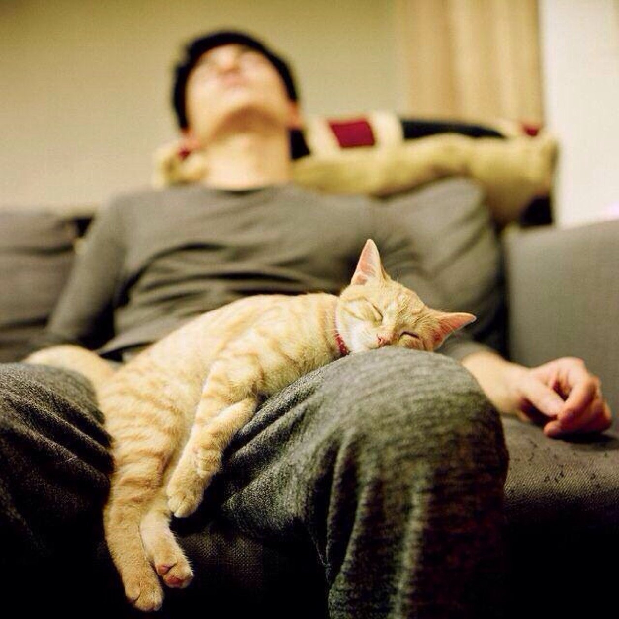 Лежит кайфует. Кот на диване. Котик на диване. Кошка лежит на коленях.