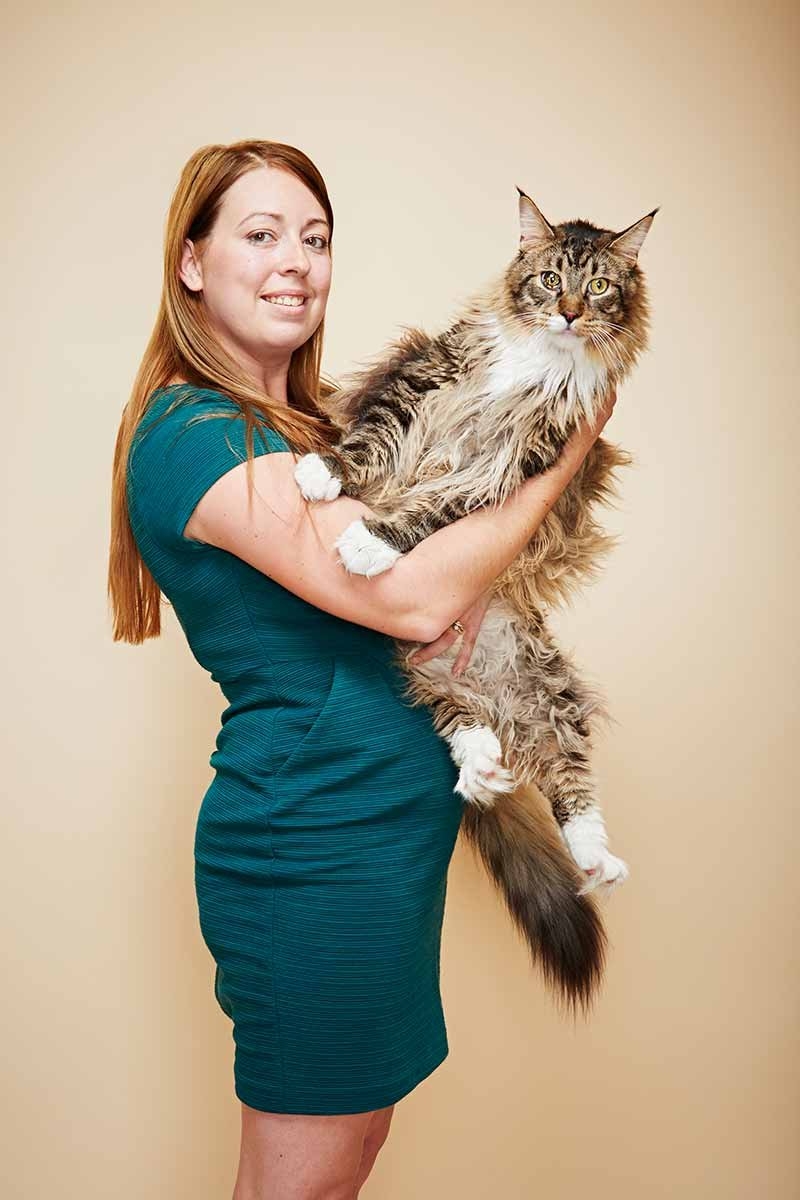 Книга рекордов котов. Большой кот Мейн кун. Мейн кун Стьюи.