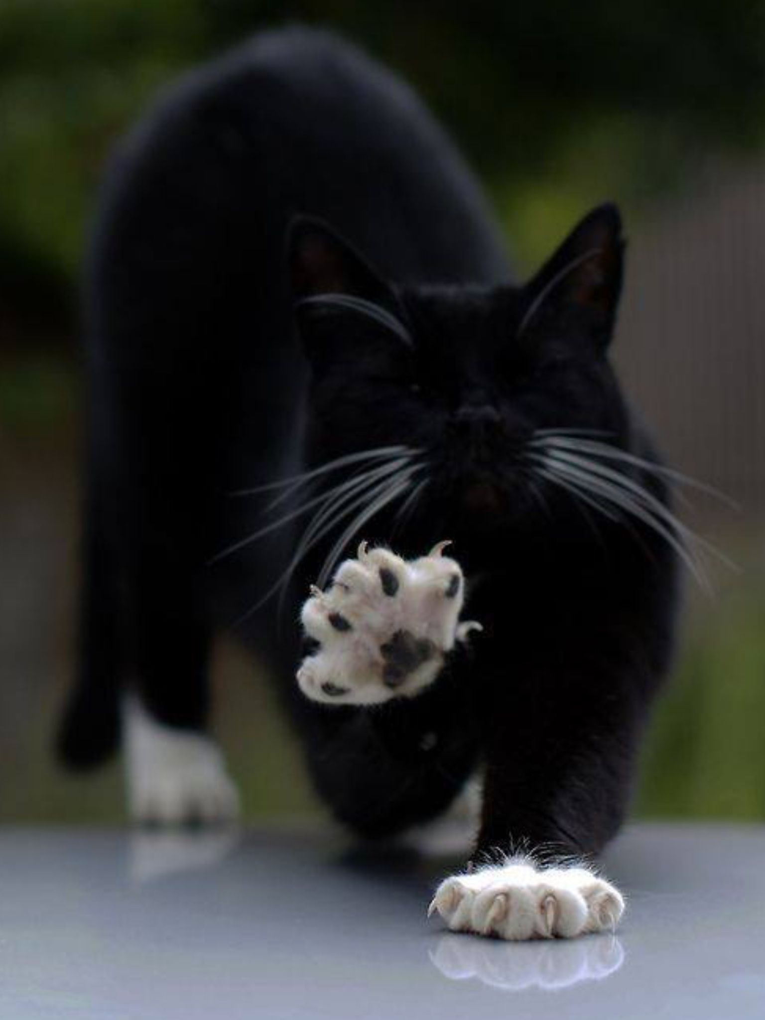Котята с белыми лапками. Чёрный кот. Черные коты. Черный Кок. Котик черно белый.