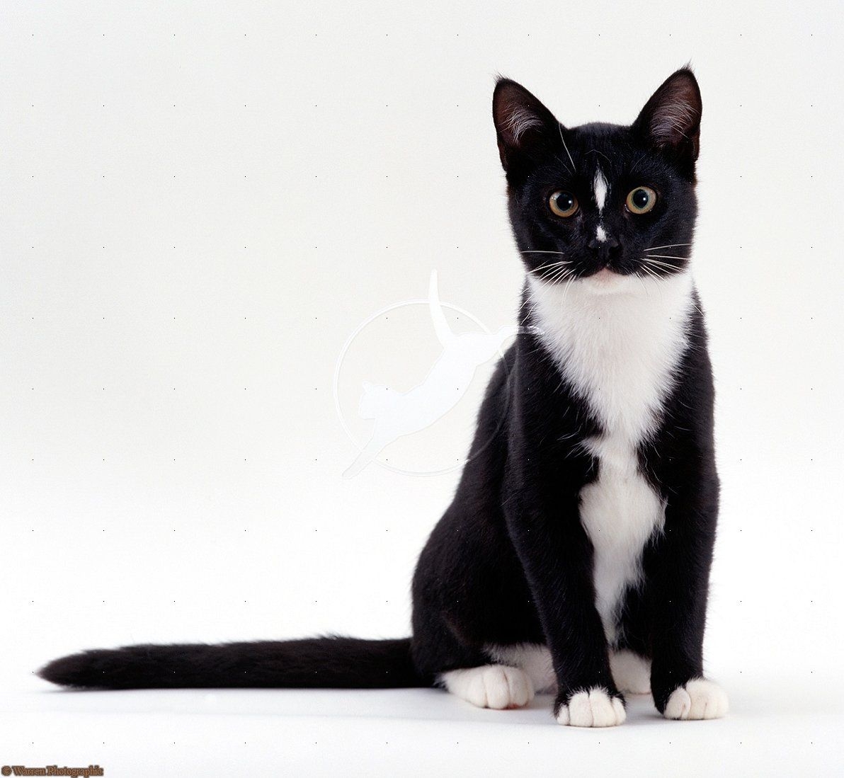 Черно белый короткошерстный кот