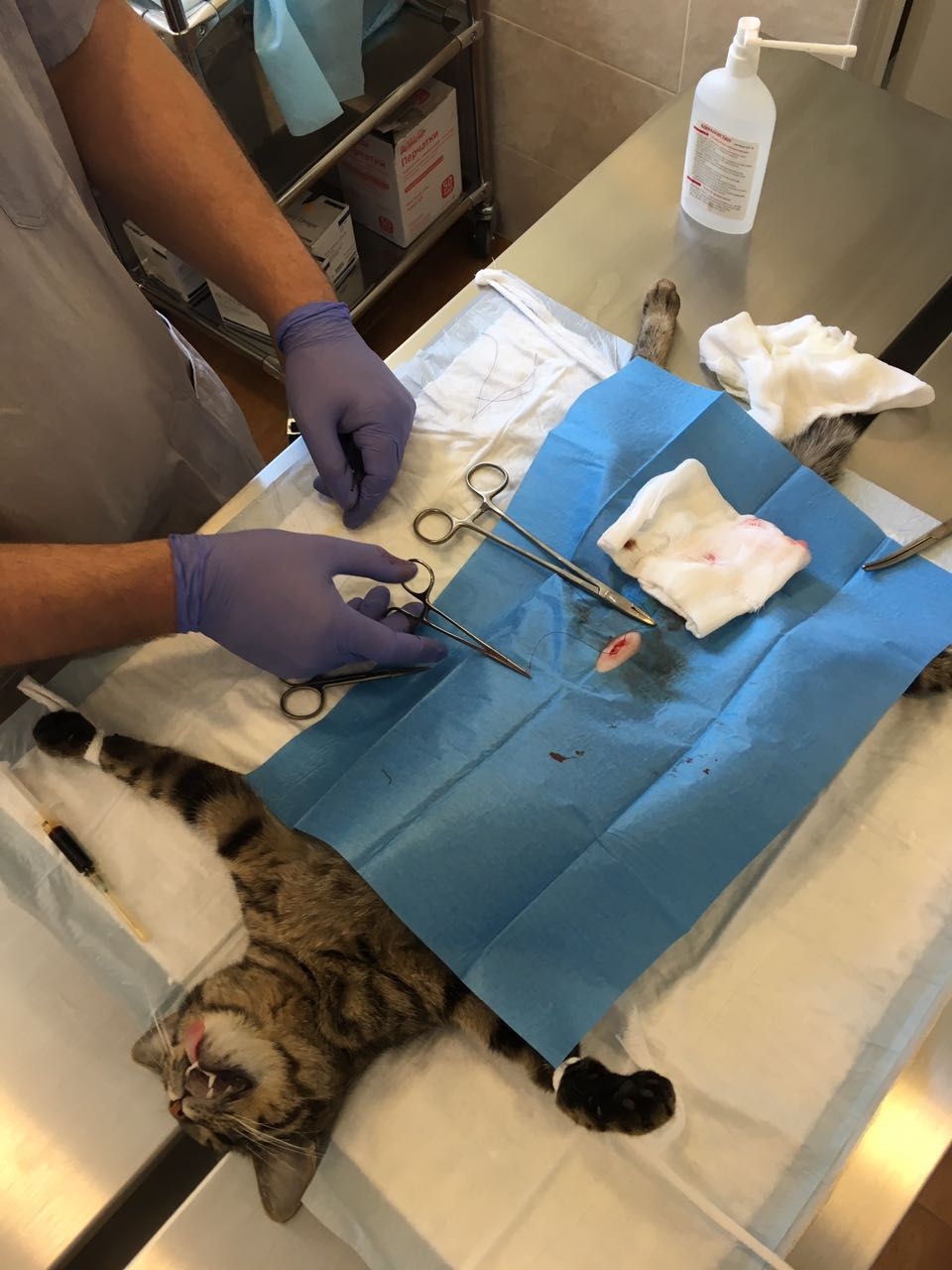 кошка на операционном столе