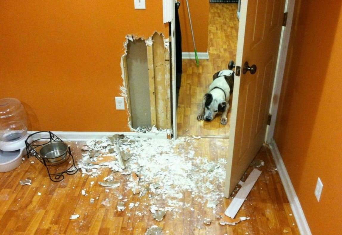 Собака разрушила квартиру