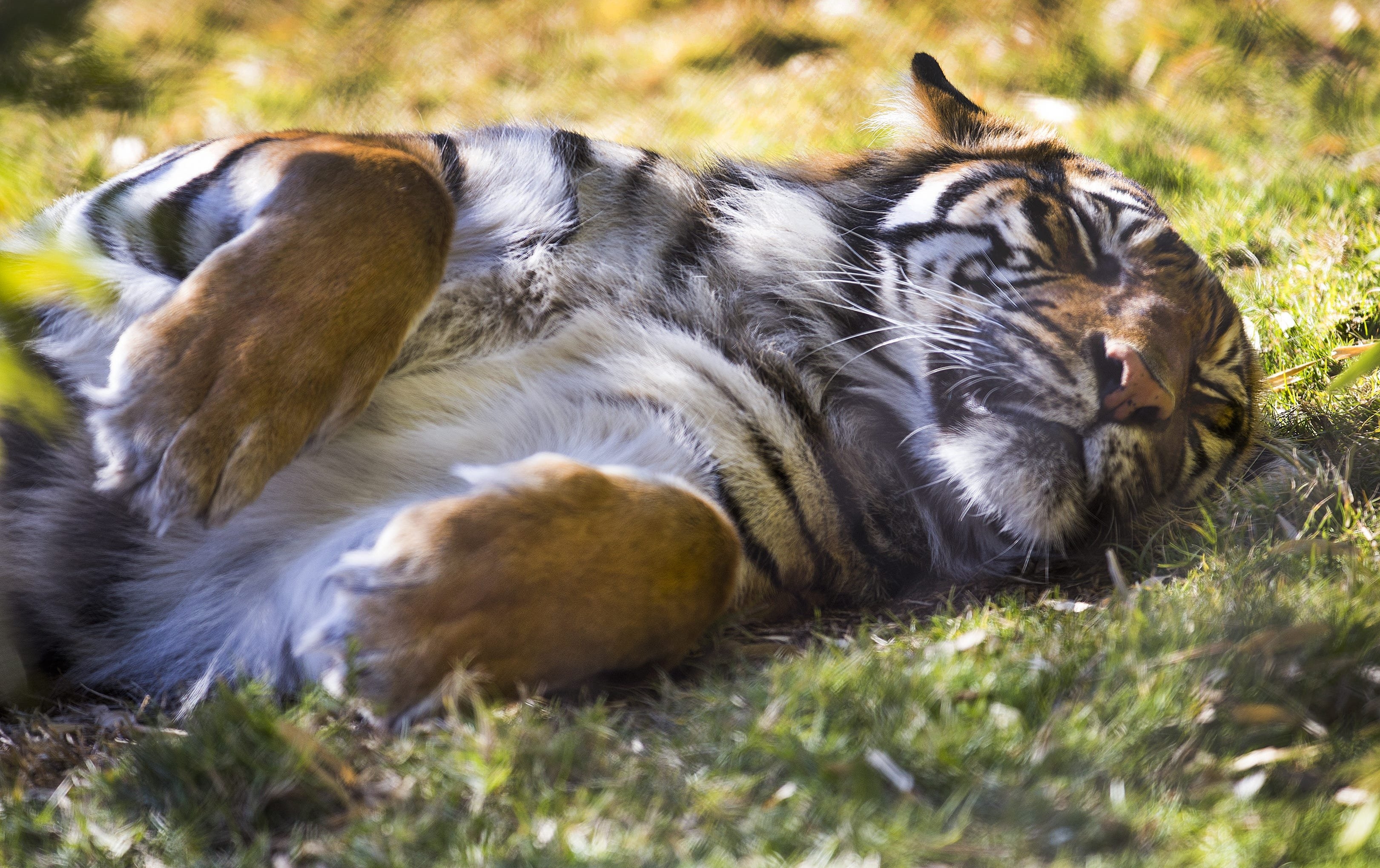 Толстый хищник. Тигр лежит. Спящие тигры. Сонный тигр.