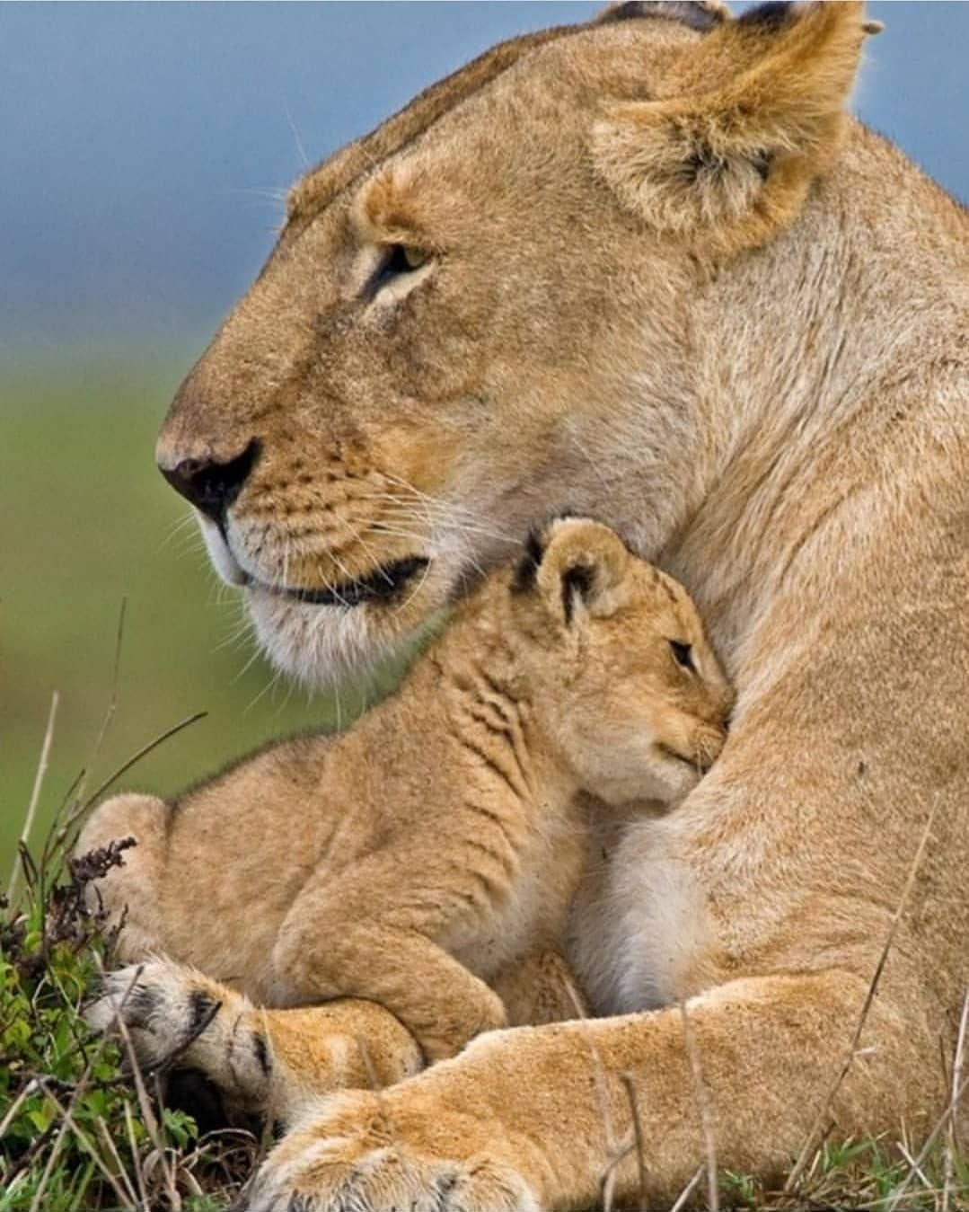 Мать и ребенок животные. Львица и Львенок. Животные и Детёныши. Львица с детенышем. Животные мама и детеныш.