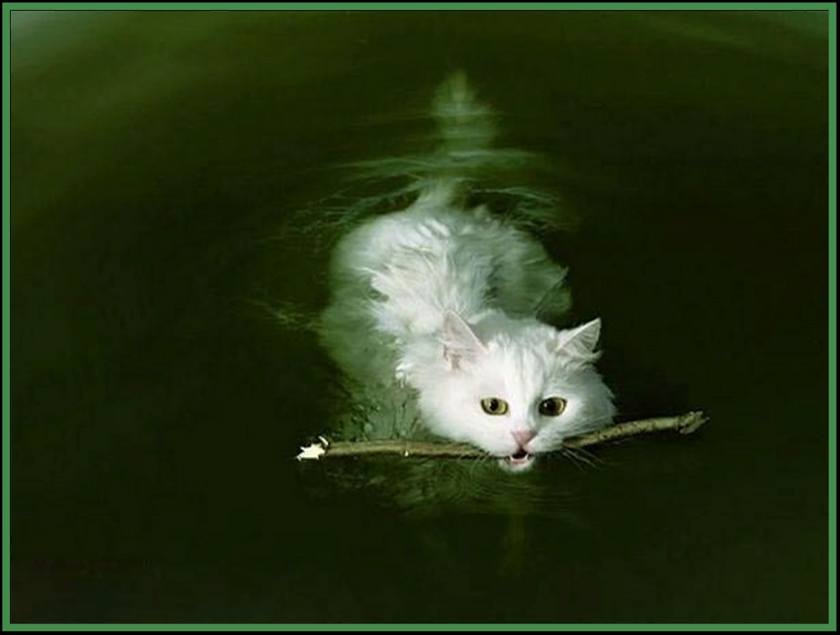 Кошки в озерах. Турецкий Ван кошка. Озеро Ван кошки. Турецкий Ван купается. Котенок плывет.