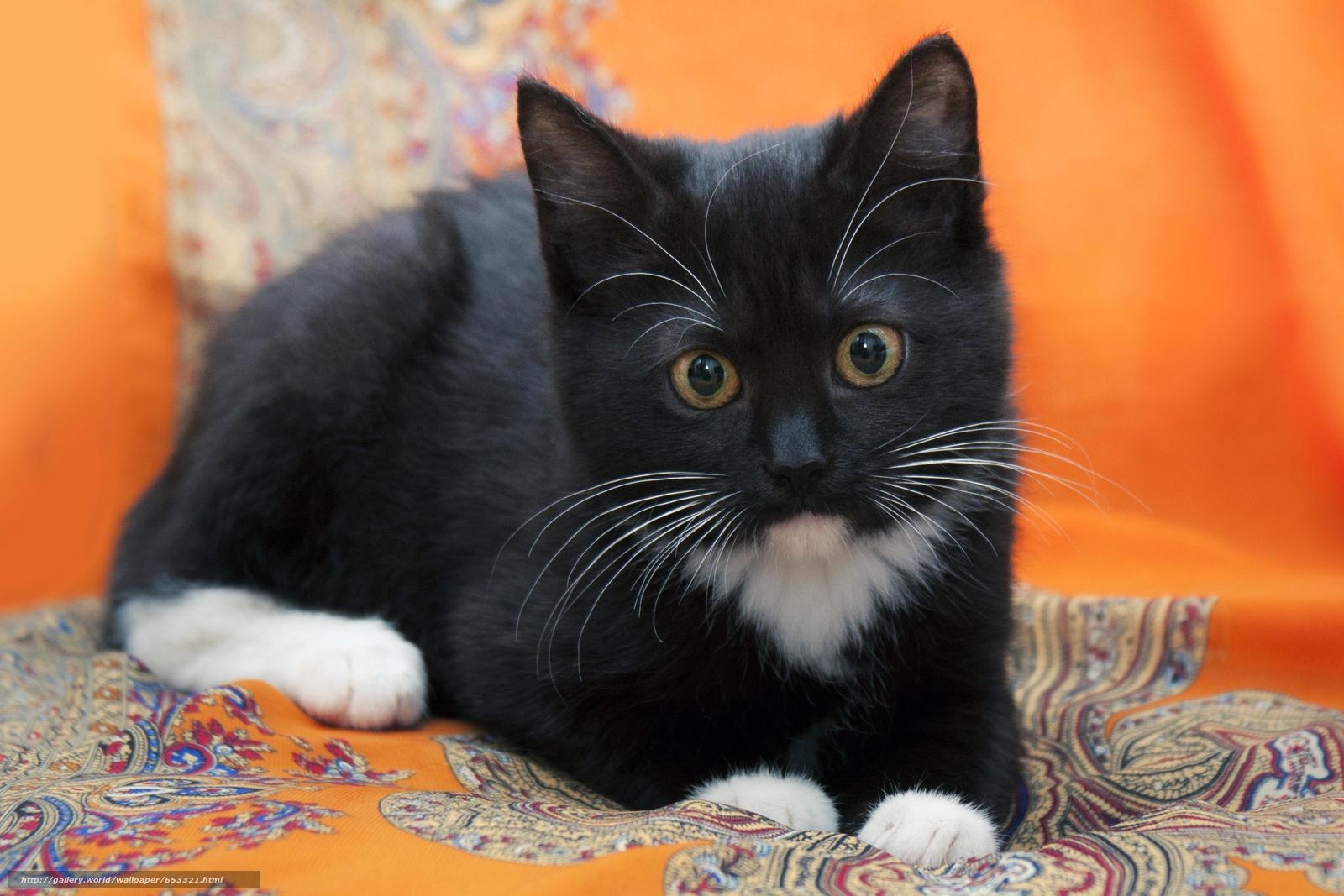 Котята с белыми лапками. Котенок черно-белый. Черный и белый котенок. Чёрный кот с белой грудкой. Черный котенок с белыми лапками.