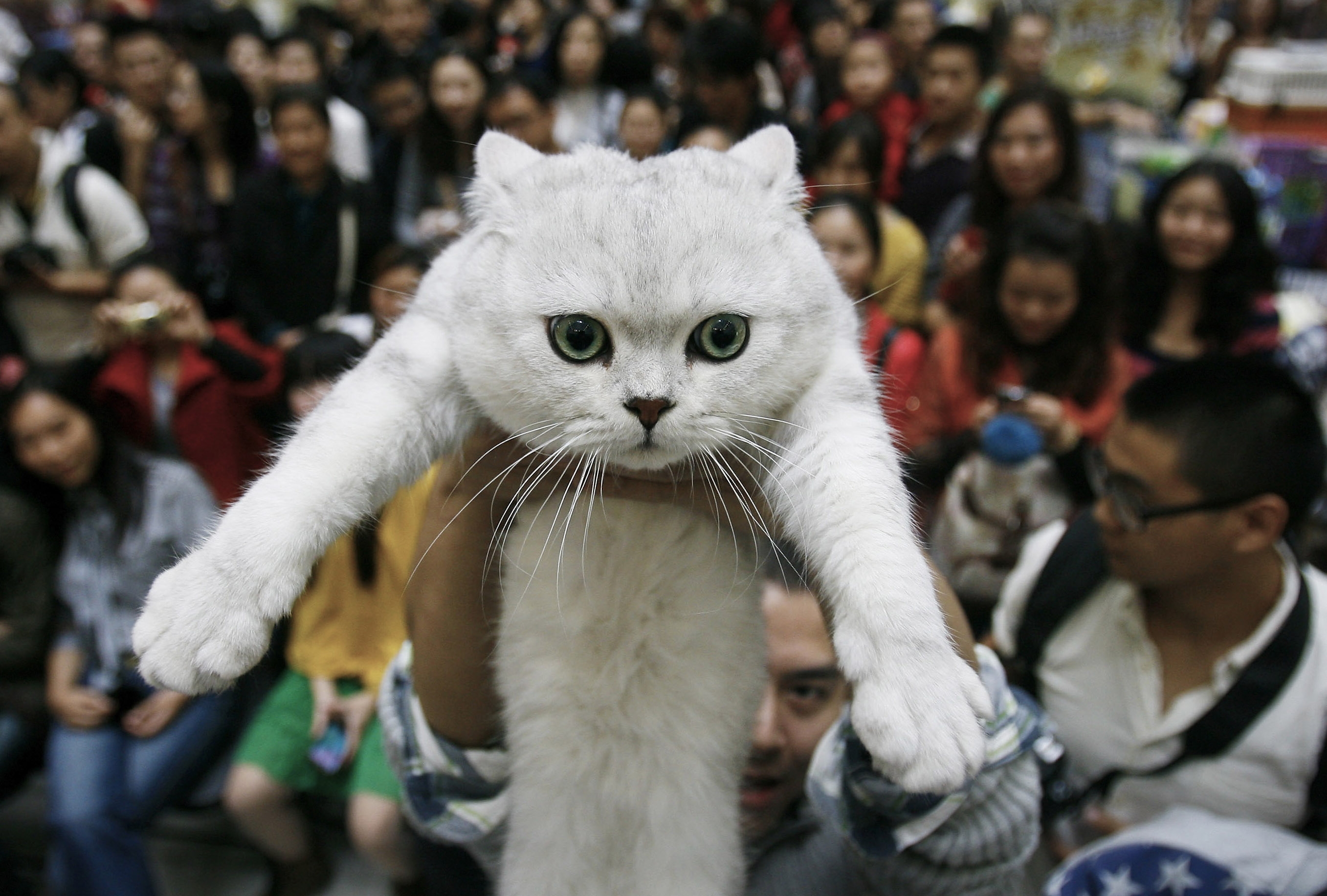 Котики в китае видео. Китайская порода кошек. Японская кошка. Коты в Китае. Кошки в Японии.
