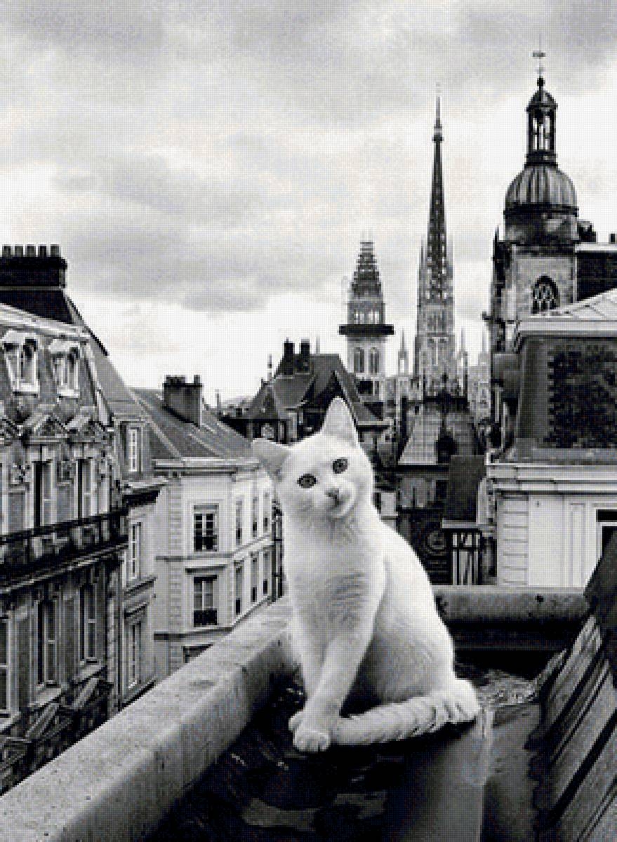 кошки в париже