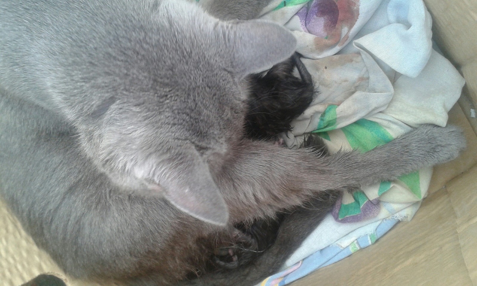 Кот рожает котенка во сне