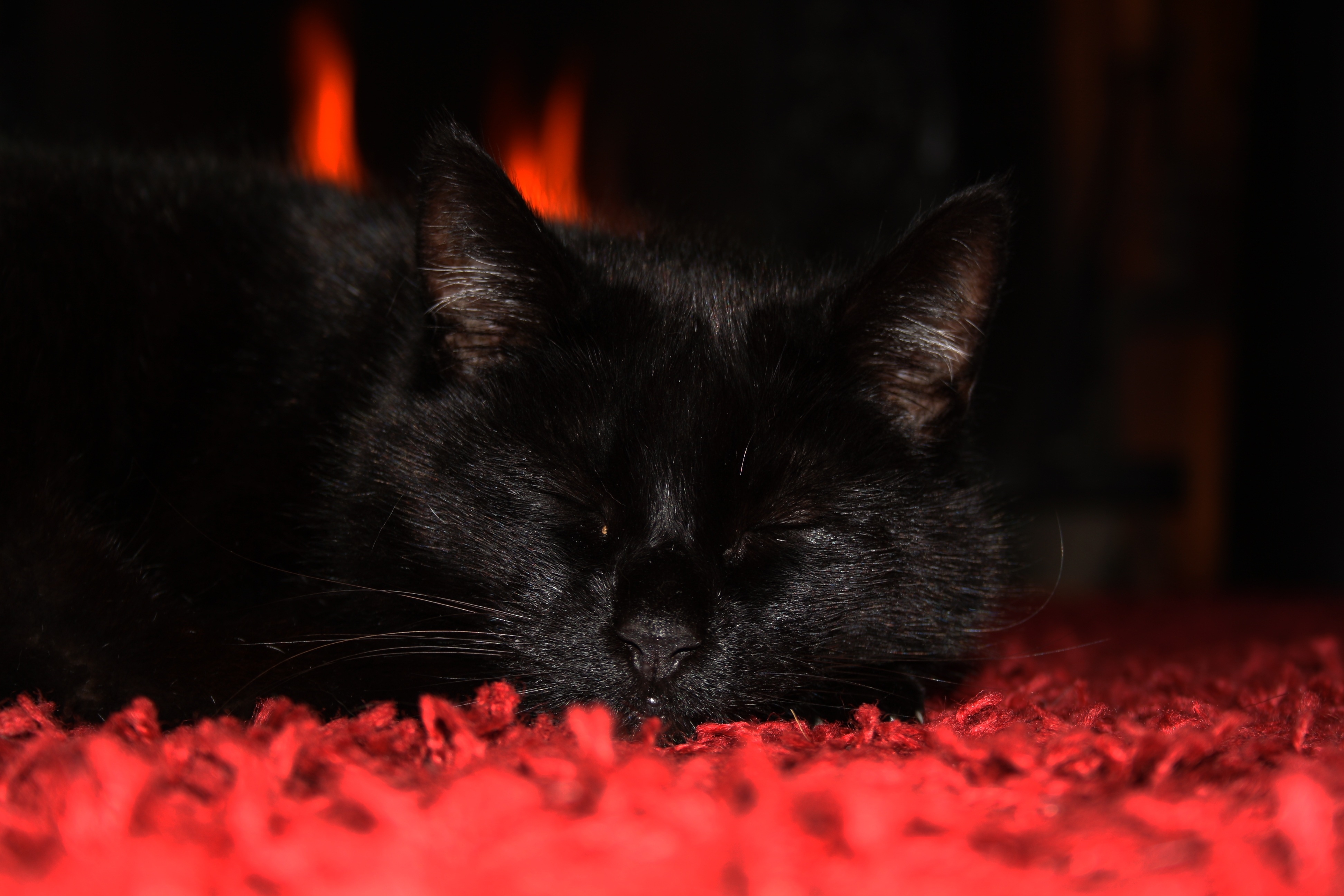 Red pets. Чёрный кот. Черные коты. Красный кот. Красный котенок.
