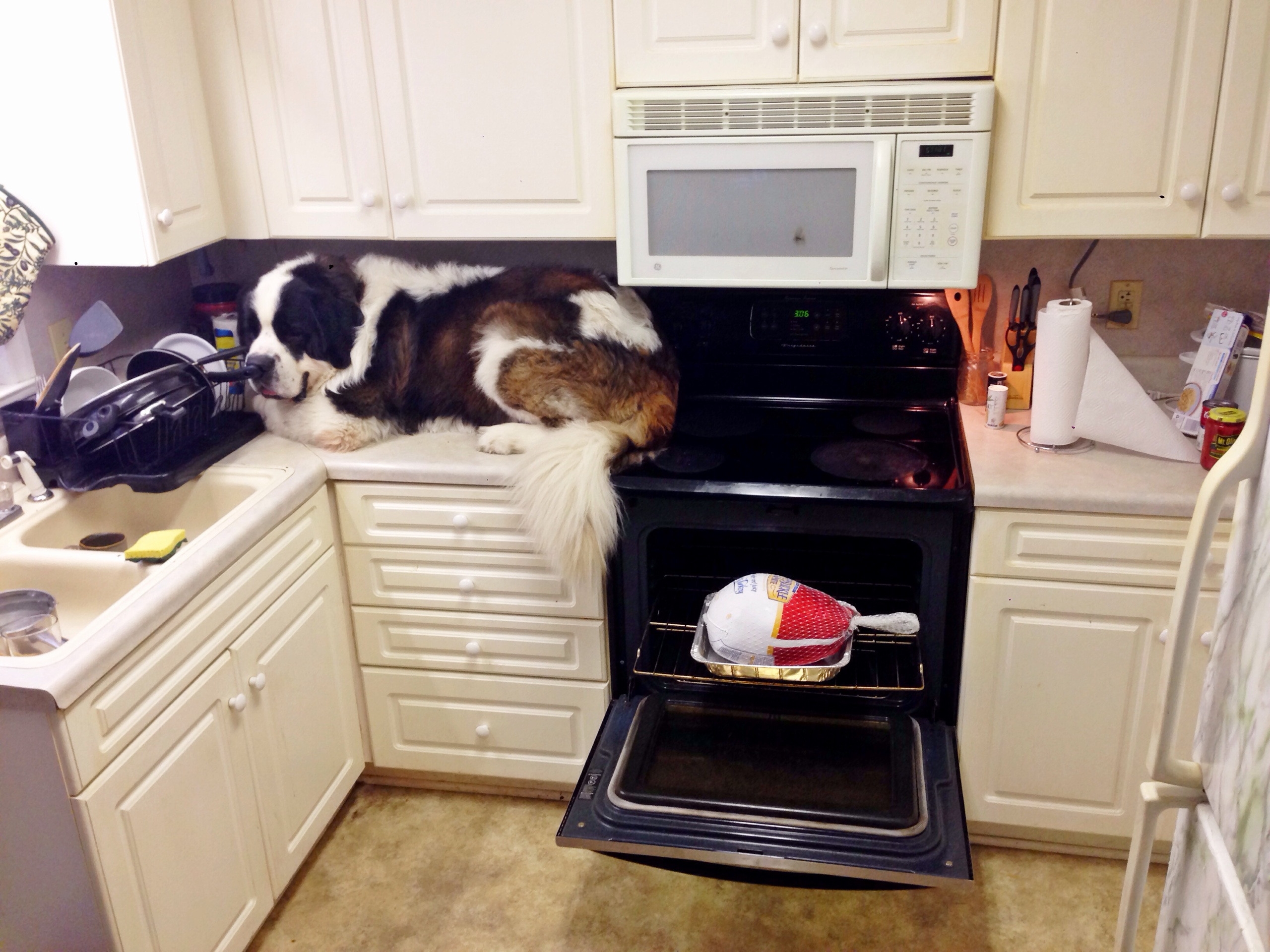 После обеда хозяин. Место для кота на кухне. Собака на кухне. Кот на кухне. Смешные животные на кухне.