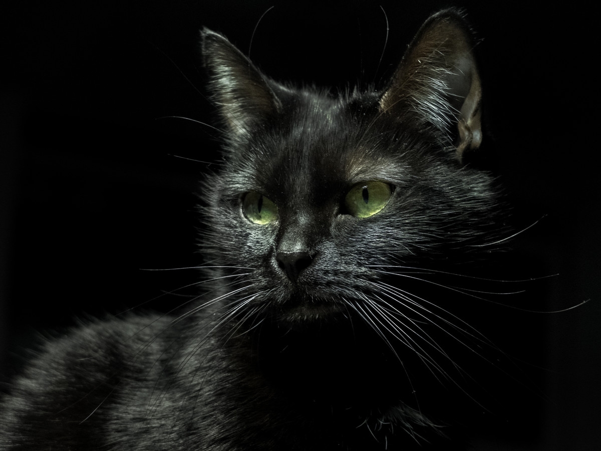 Черней черных картинки. Чёрный кот. Чёрный кот с зелёными глазами. Черная кошка с зелеными глазами. Чёрный котёнок с зелёными глазами.