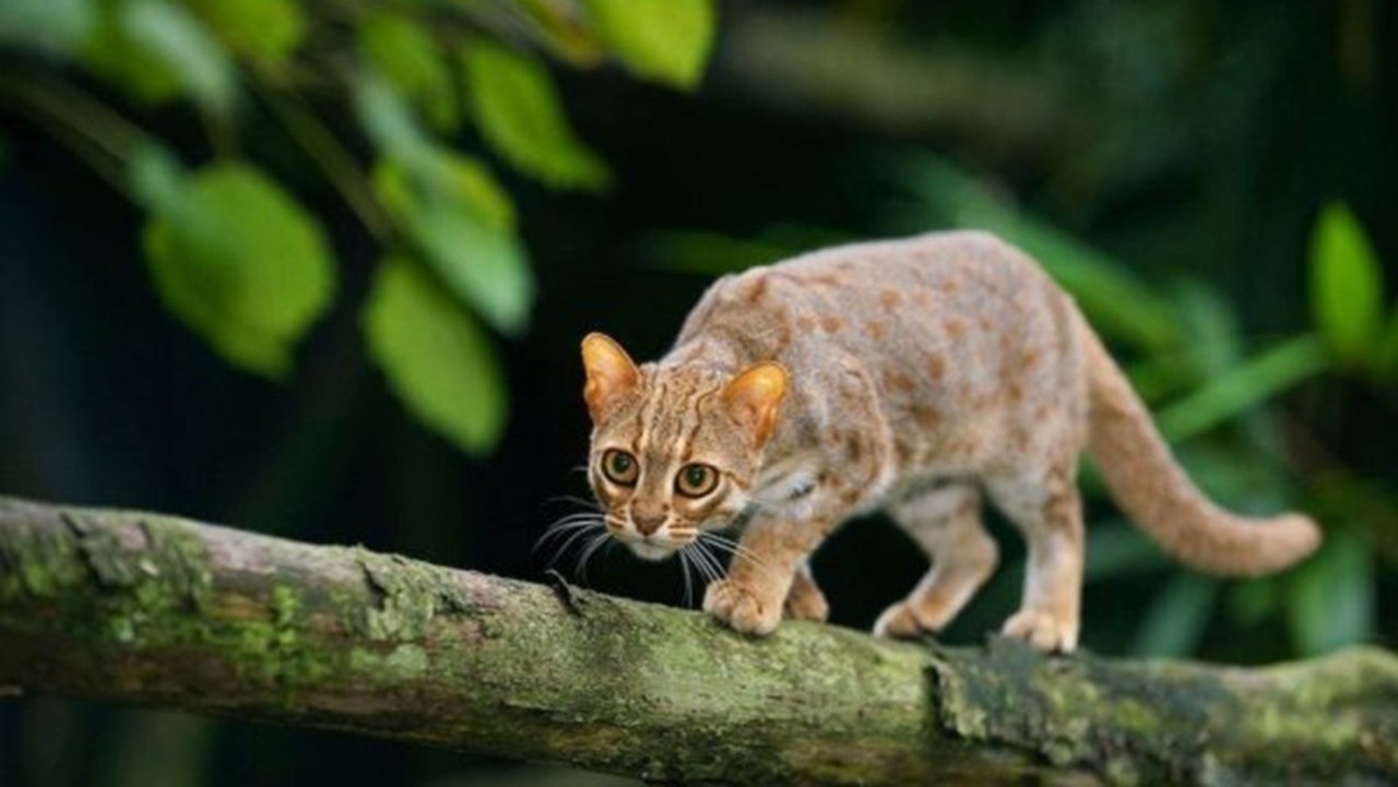 Кот мав. Пятнисто-рыжая кошка. Prionailurus rubiginosus. Индийская рыжая пятнистая кошка. Индийская ржавая кошка.