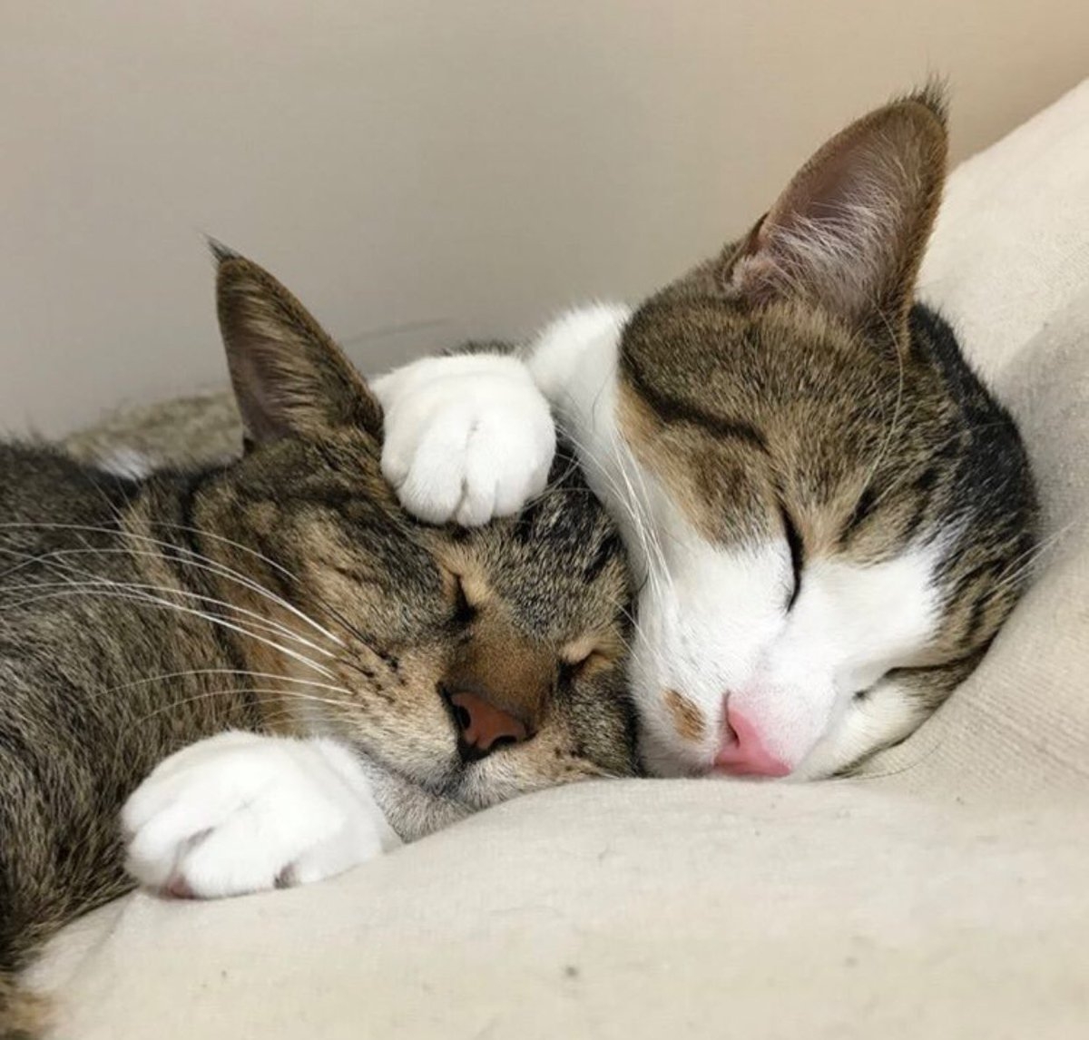 Кошки спят вместе. Котики обнимаются. Котики спят вместе. Кошки обнимашки. Котики спят в обнимку.