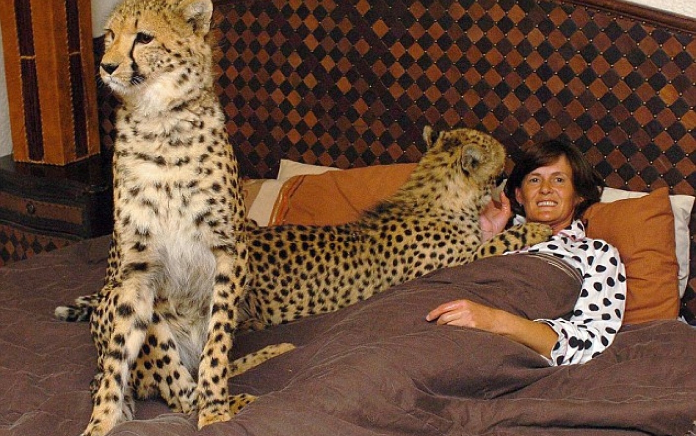 Почему дикая домашняя. Домашний леопард. Домашний гепард. Одомашненный гепард. Леопард в квартире.