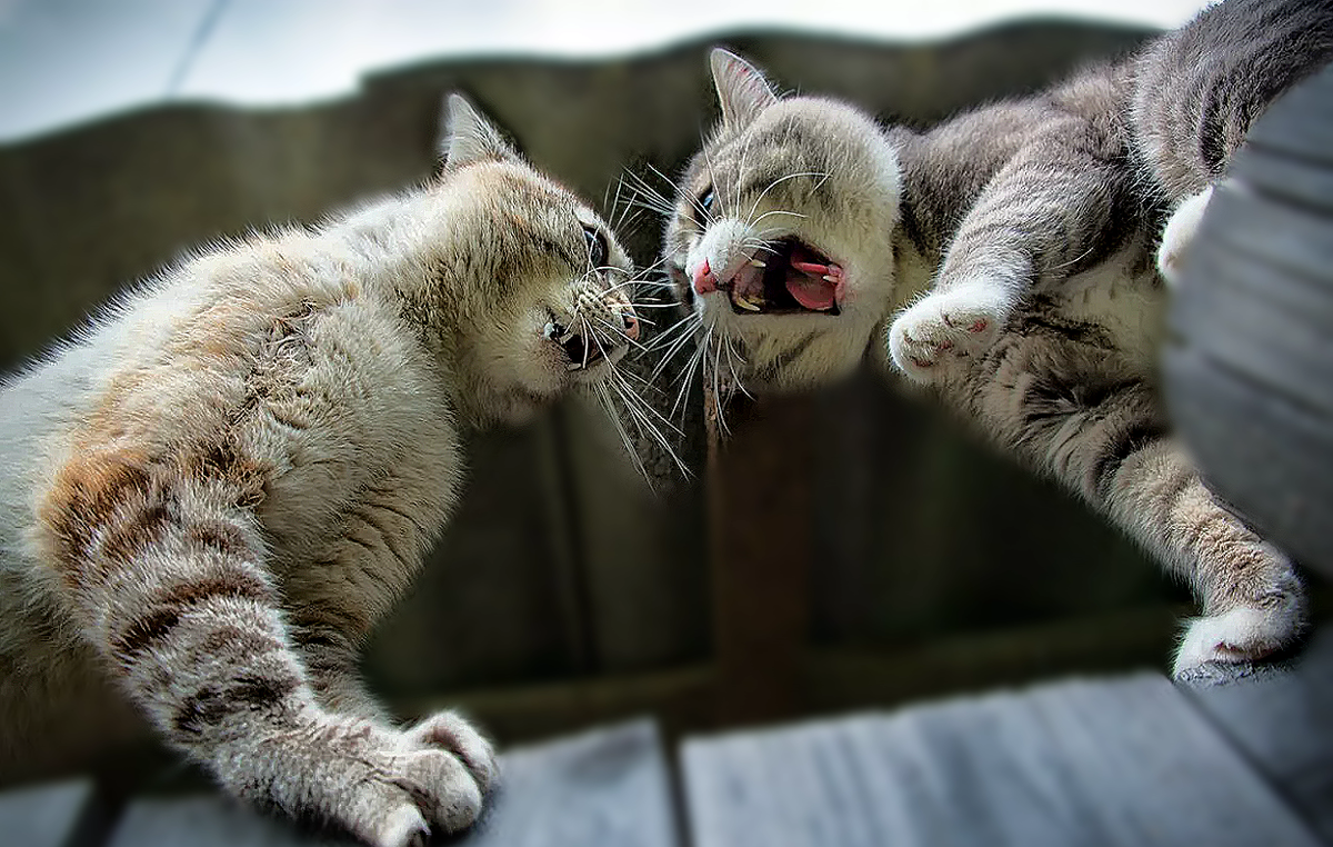 Март и кошки картинки прикольные. Мартовские котики. Котики дерутся. Март коты.