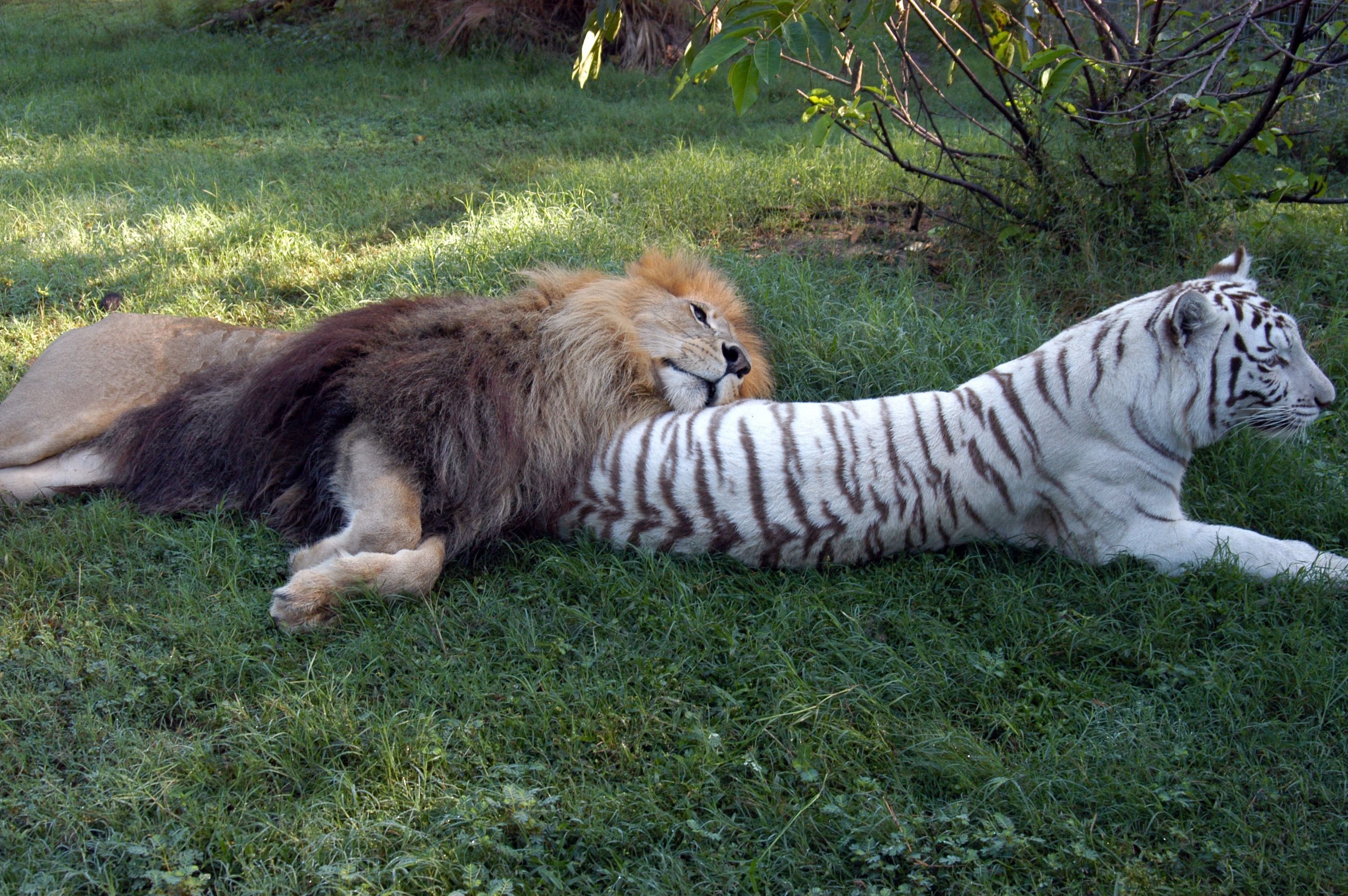 Почему тигр лев. Лев и тигр. Лев и тигрица. Амурский тигр и Лев. Тигр и Лев вместе.