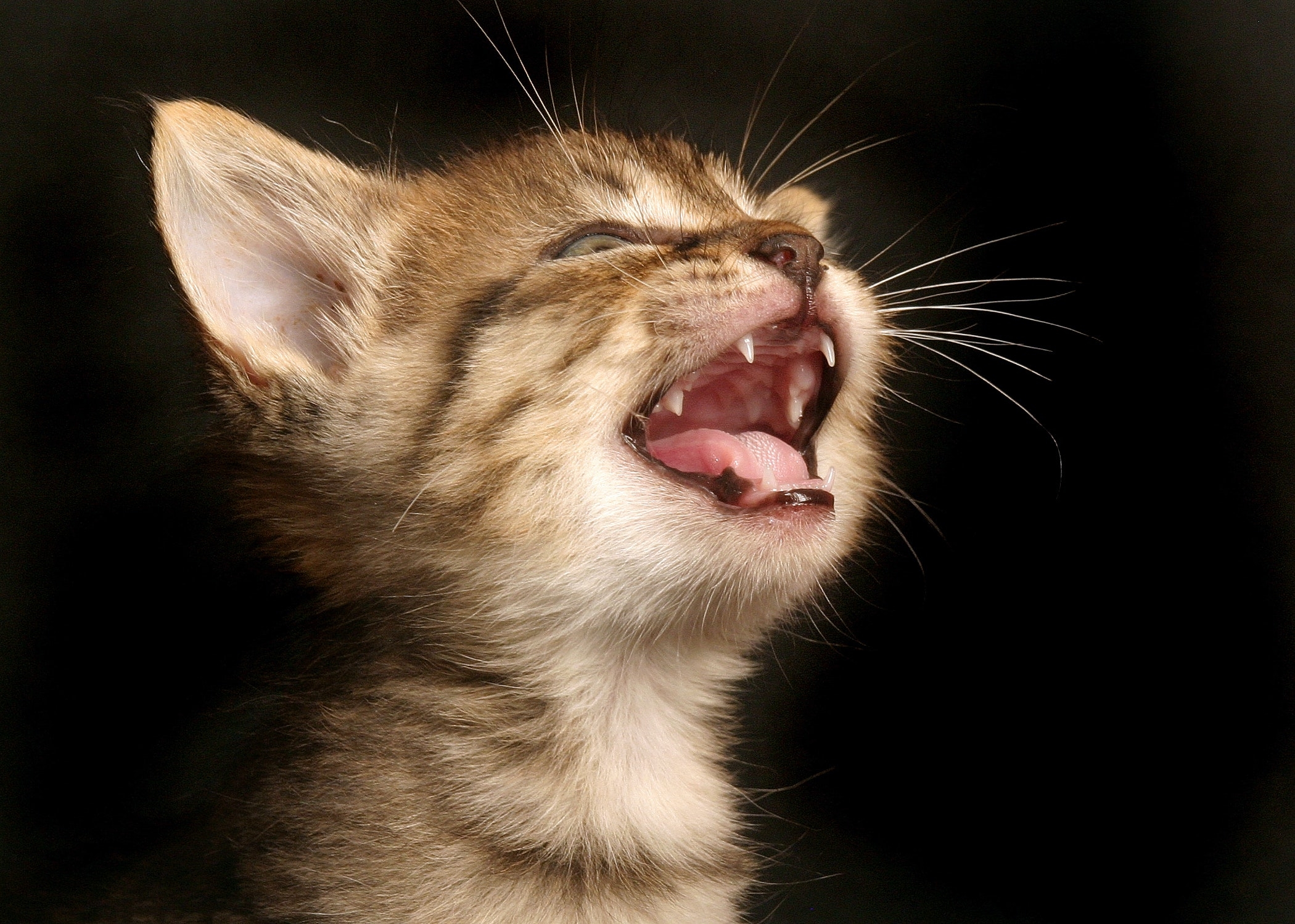 Кошка без зубов. Котенок с открытым ртом. Ппасть кошки. Кот с открытой пастью.