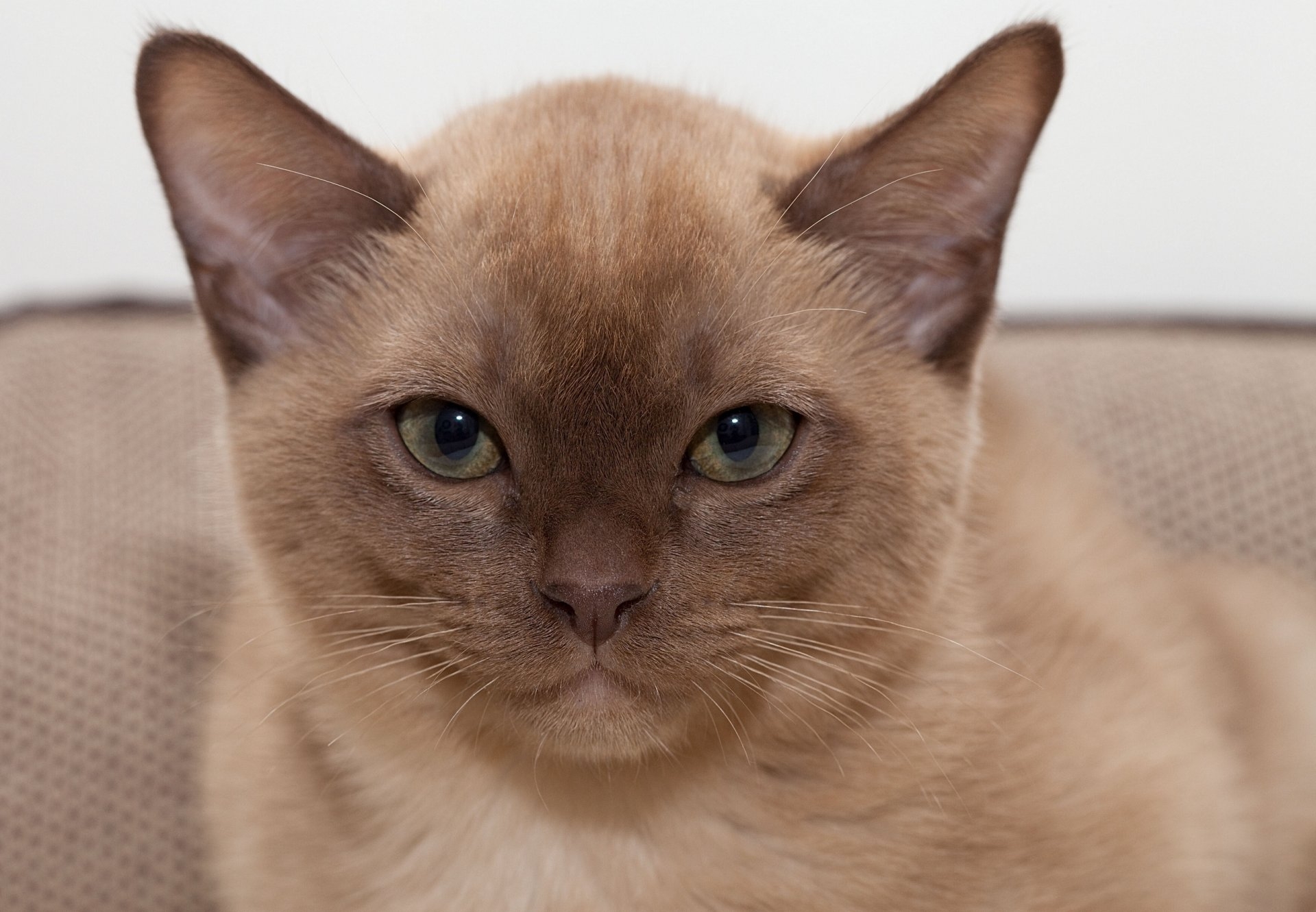 Бурманская кошка рыжая - картинки и фото koshka.top