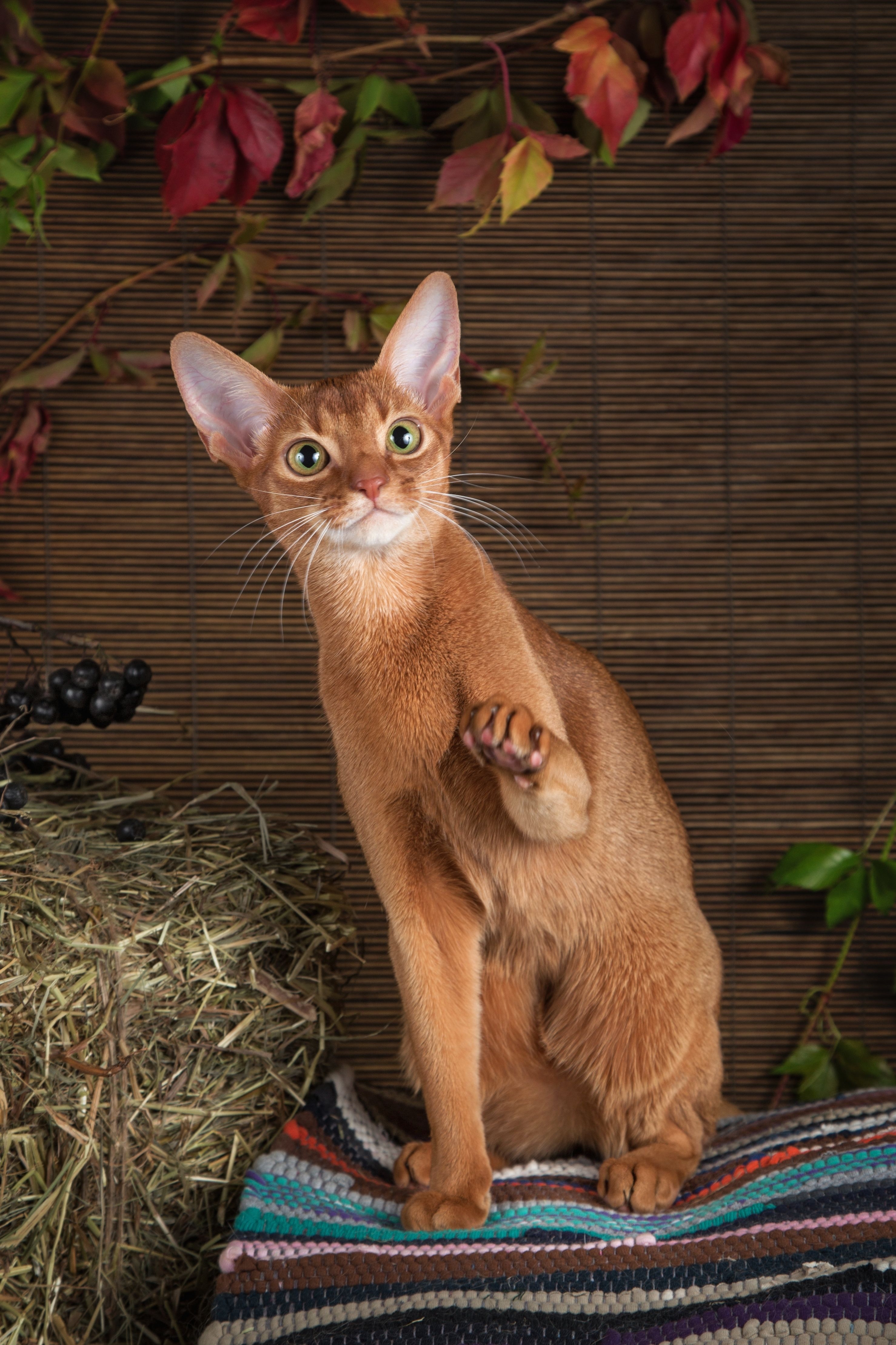 Абессины кошка и кот фото