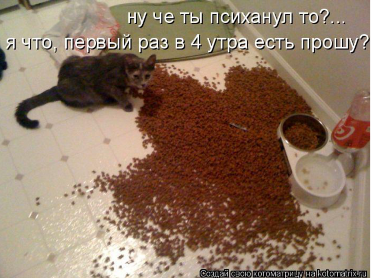 Муж ничего не ест. Ну че ты психанул то кот. Хозяин психанул. Психанула корм коту. Кот рассыпал корм.