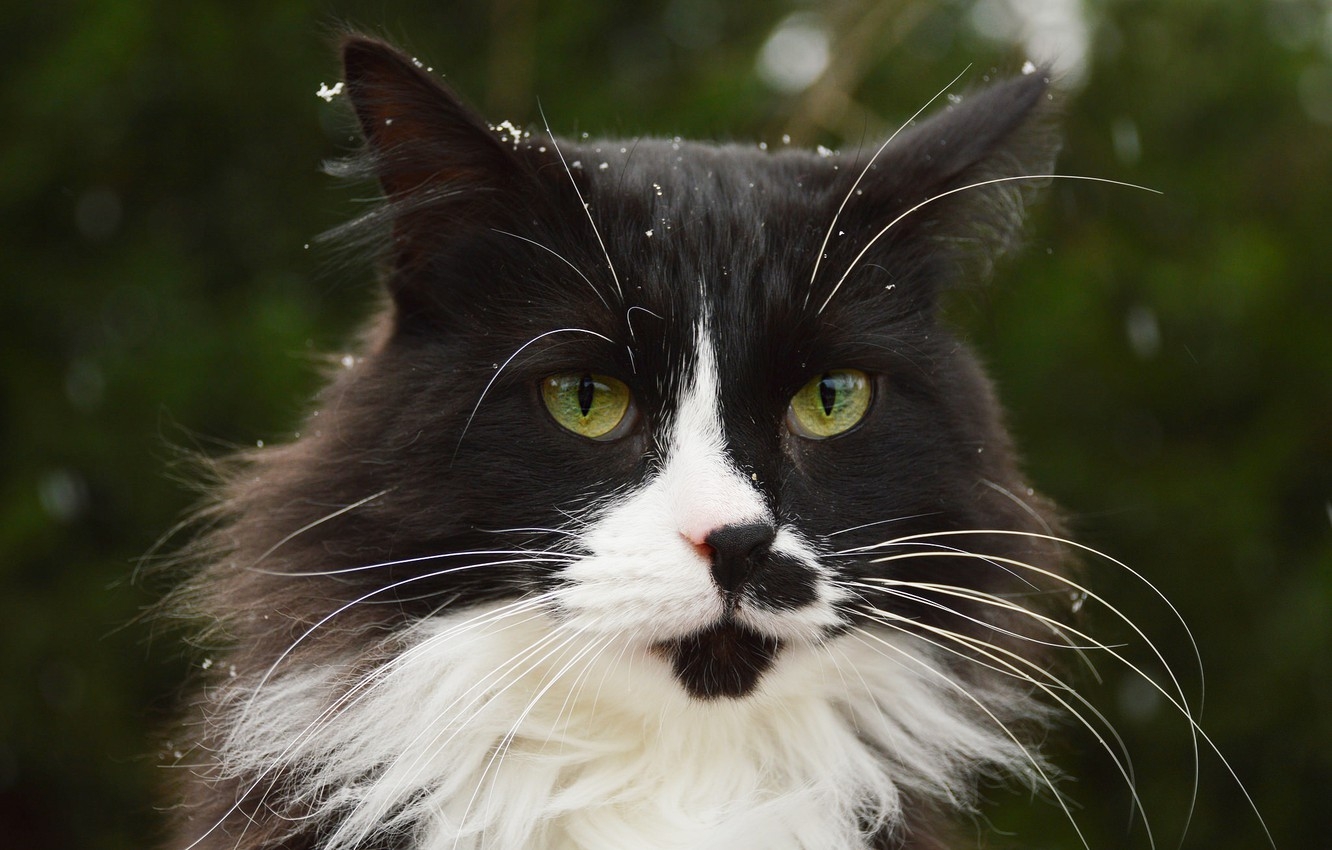 Черно белая пушистая кошка - картинки и фото koshka.top