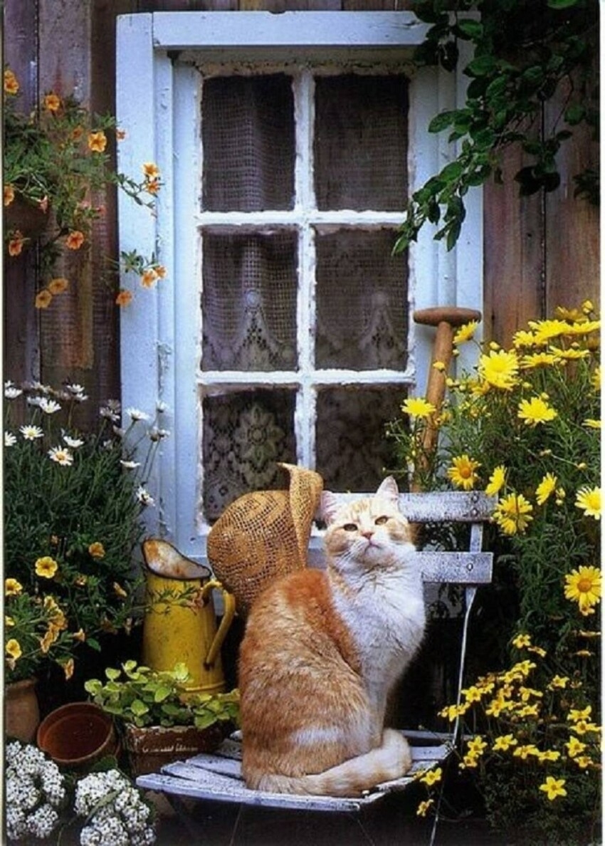 Рыжий кот на даче фото