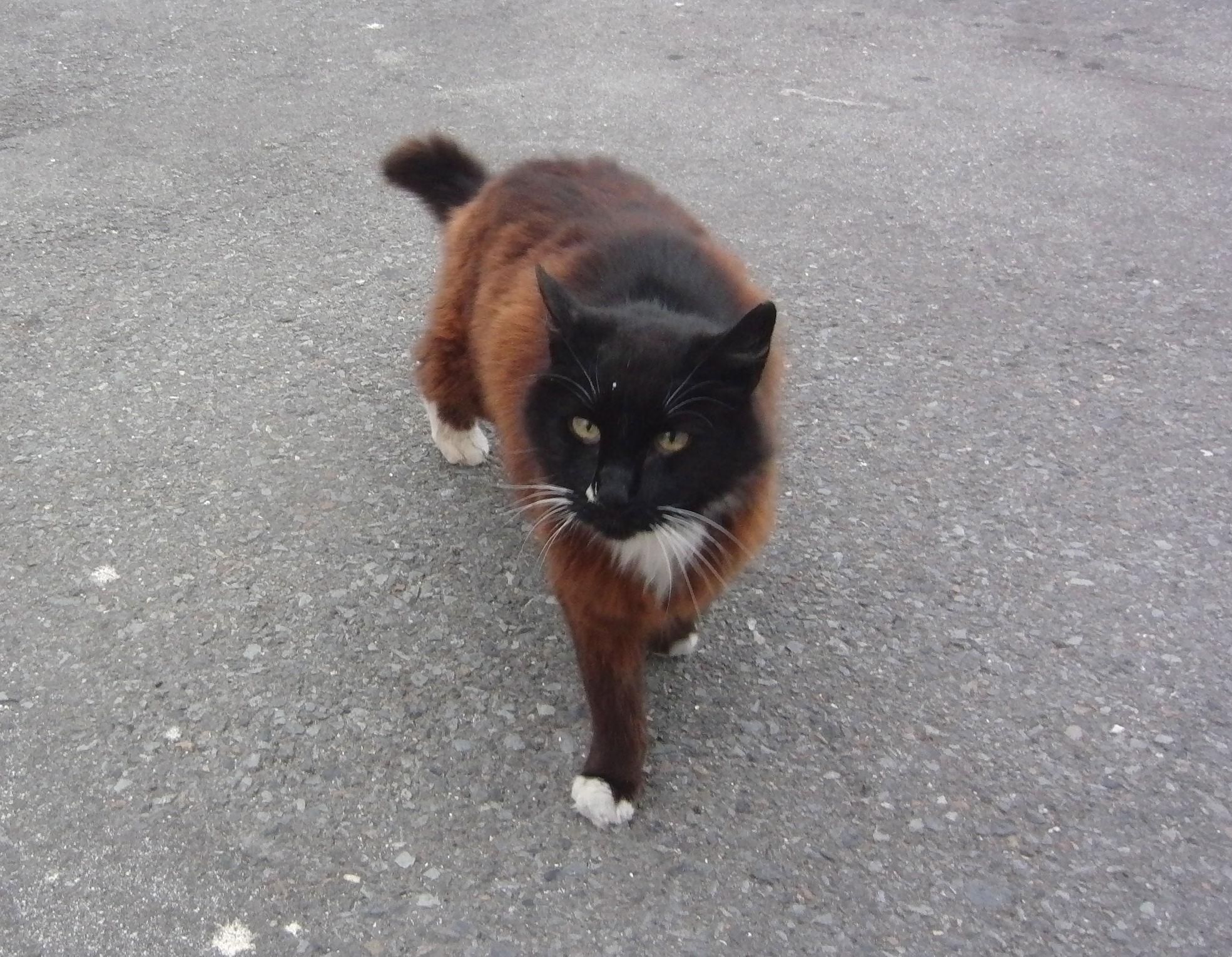 Кошка черная с рыжими пятнами порода. Черный кот с рыжими пятнами. Черно рыжий кот. Черно рыжие коты. Черно рыжая кошка.