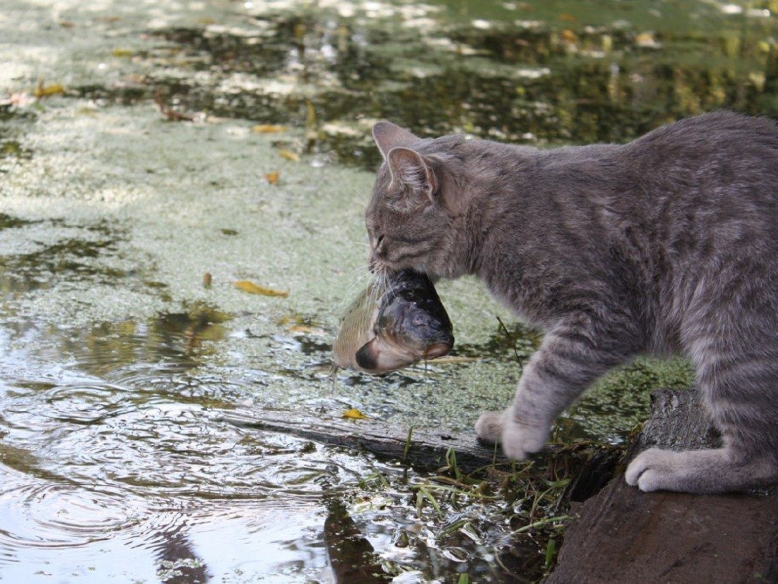 Кота ловлю. Кошка-рыболов (крапчатая кошка). Кот ловит рыбу. Кот Рыбак. Кот на речке.