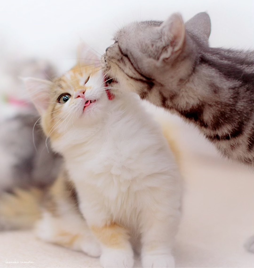 Пару милых кисок. Поцелуй кошек. Котенок целует. Кошки любовь. Котики обнимаются.