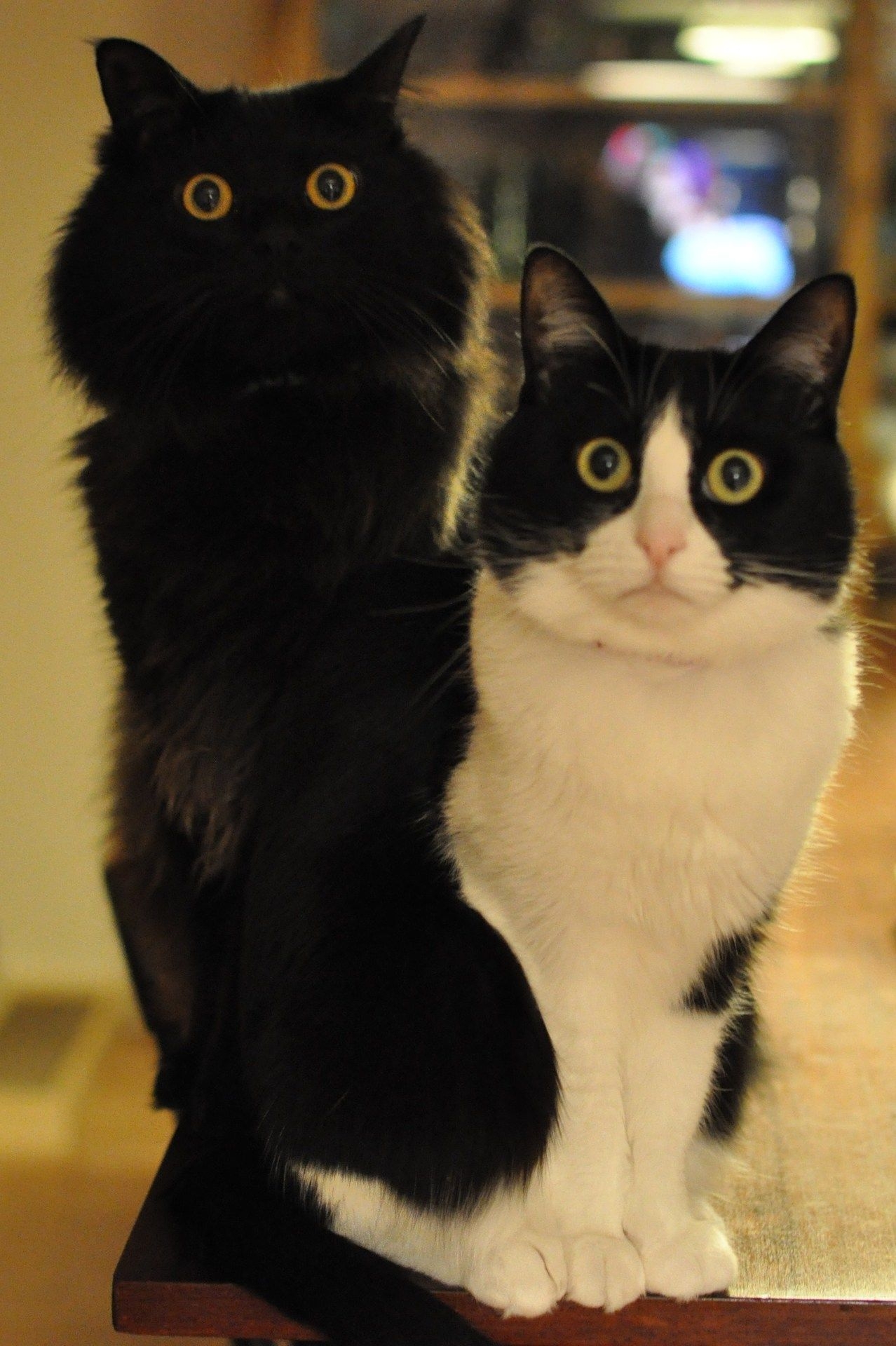 Пародия кошек. Кот красавчик. Два кота черный и Белац. Два котика черный и белый. Черный и белый кот.