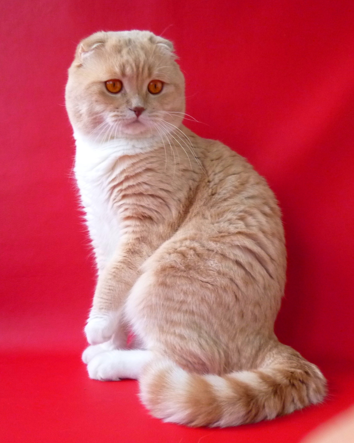 Шотландская вислоухая кот персиковый - картинки и фото koshka.top