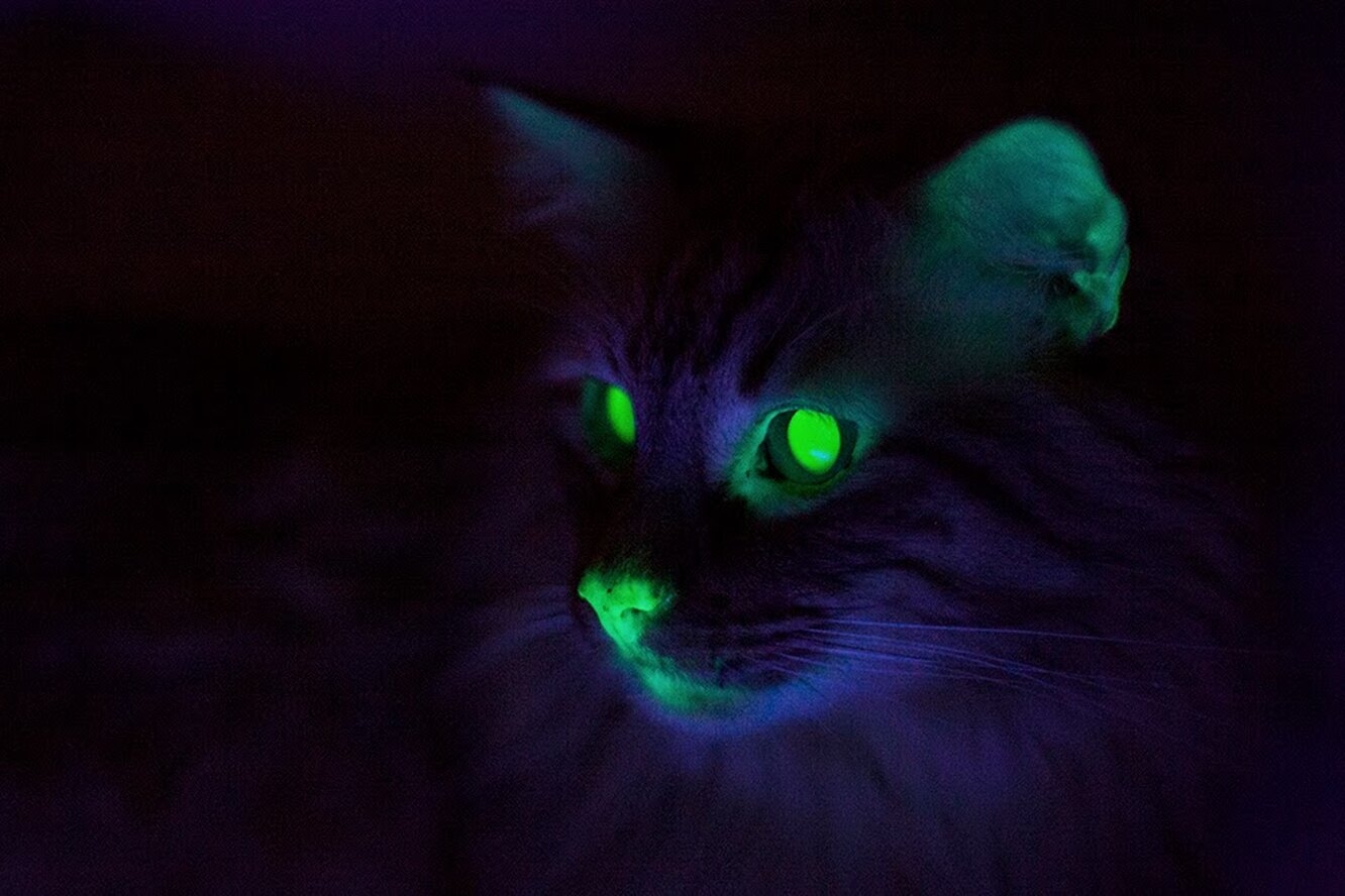 Хочу светящиеся глаза. Светящийся кот. Светящиеся кошачьи глаза. Коты со светящимися глазами. Кошачьи глаза в темноте.