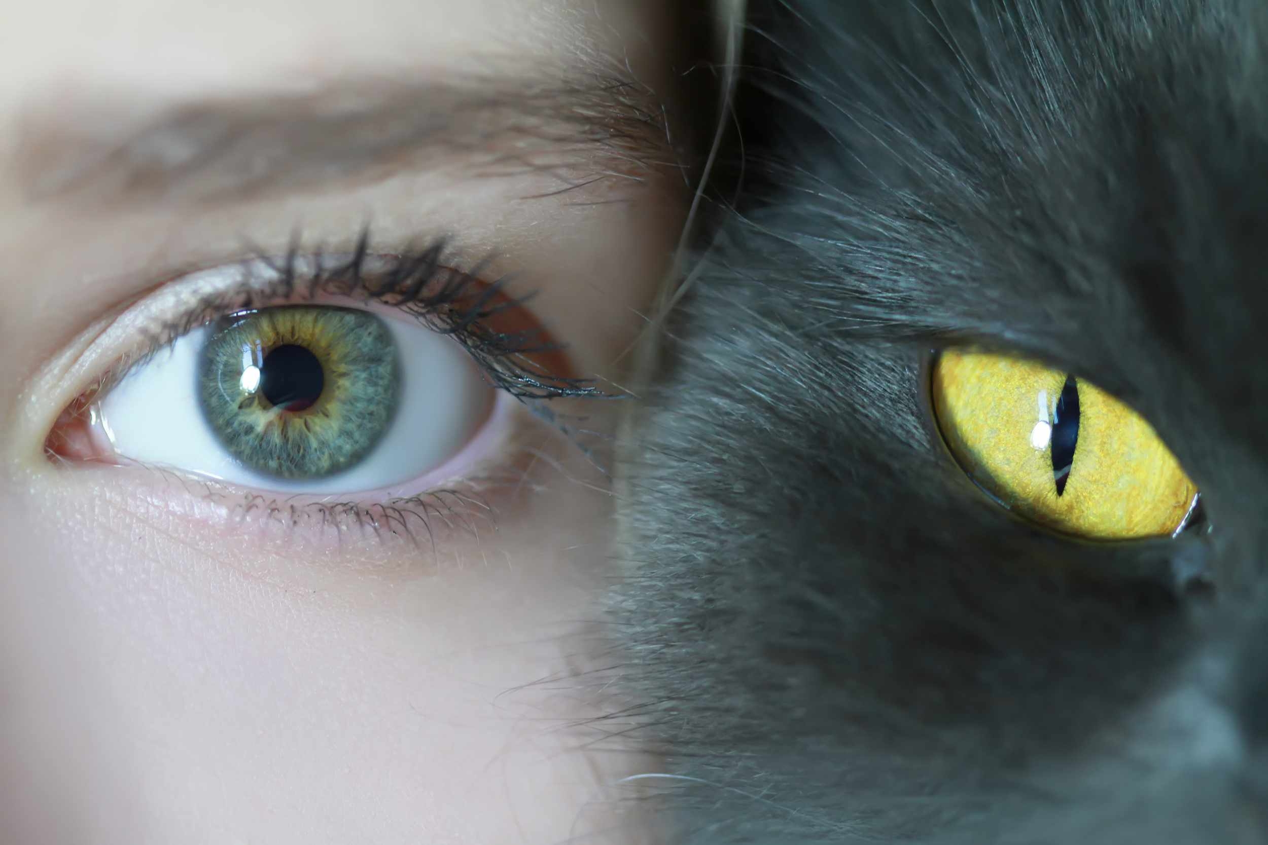 Хочу светящиеся глаза. Глаза кошки. Кошачий глаз. Зрачок кошки.