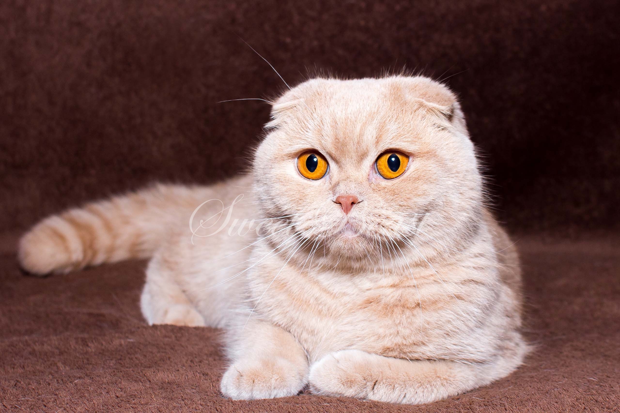 Шотландская вислоухая кошка бежевая - картинки и фото koshka.top